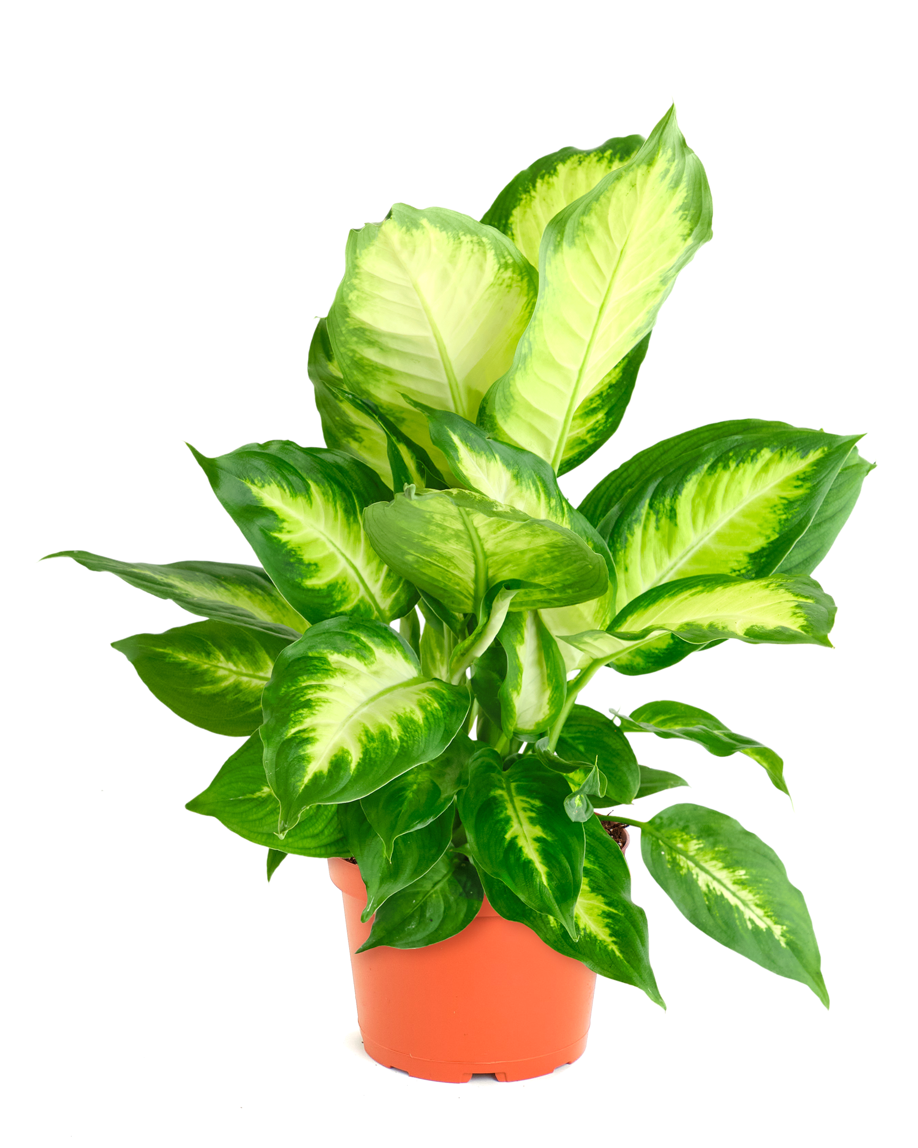 Dieffenbachia Camille-mmluna