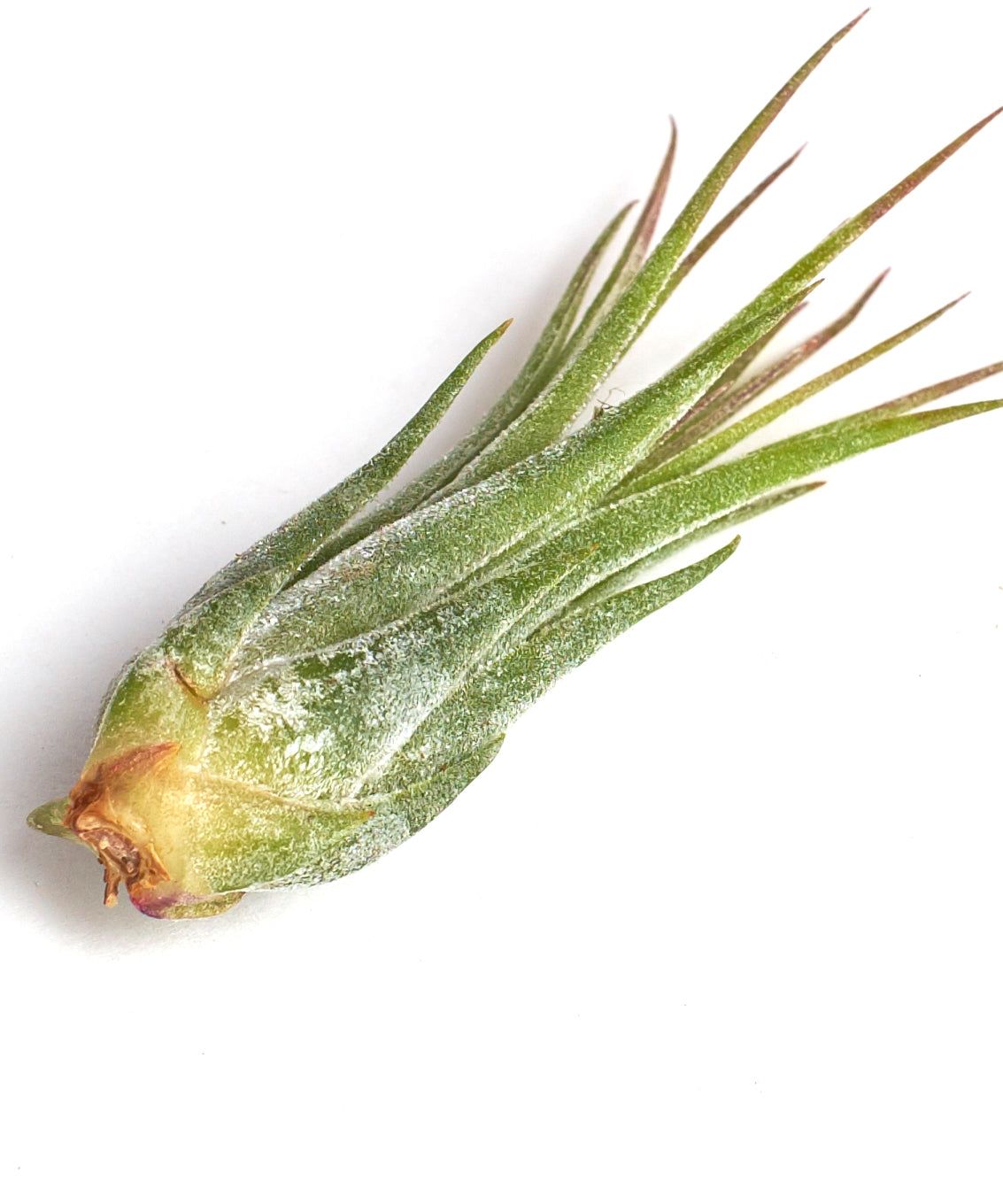 Tillandsia Ionantha Scaposa-mmluna