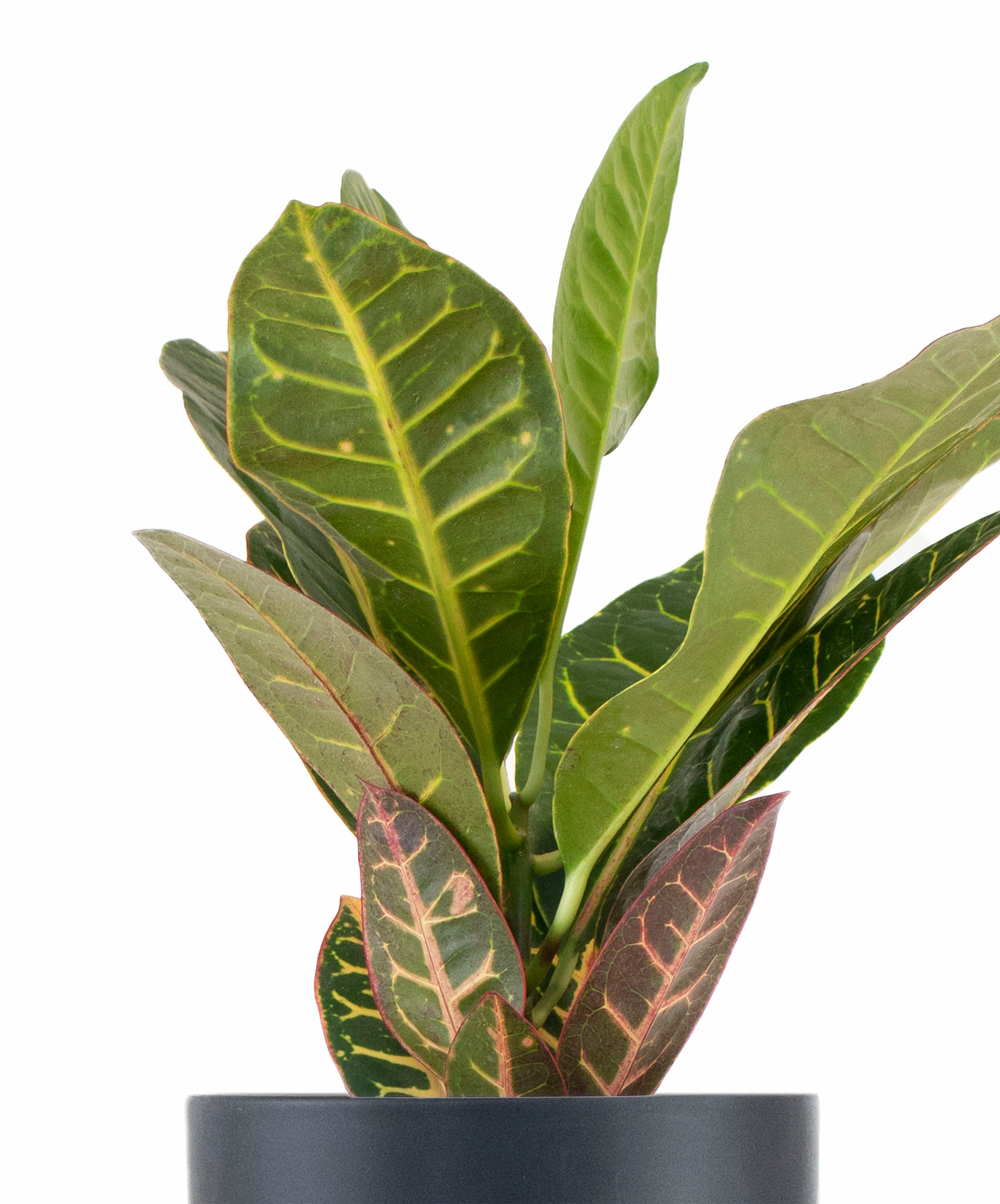 Croton Petra House Plant in Black Ceramic Cylinder Planter-mmluna