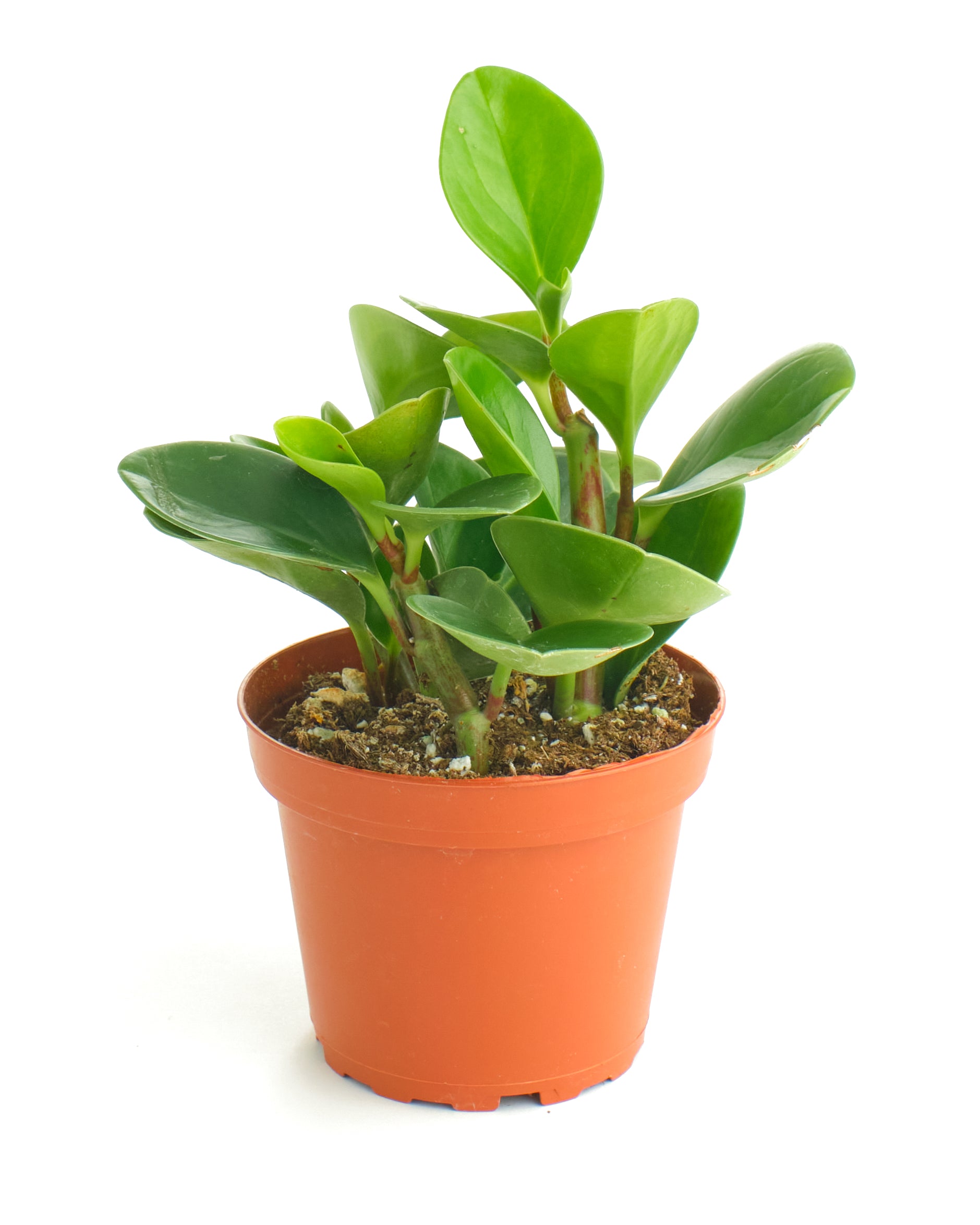 Peperomia Obtusifolia 'Baby Rubber Plant'-mmluna