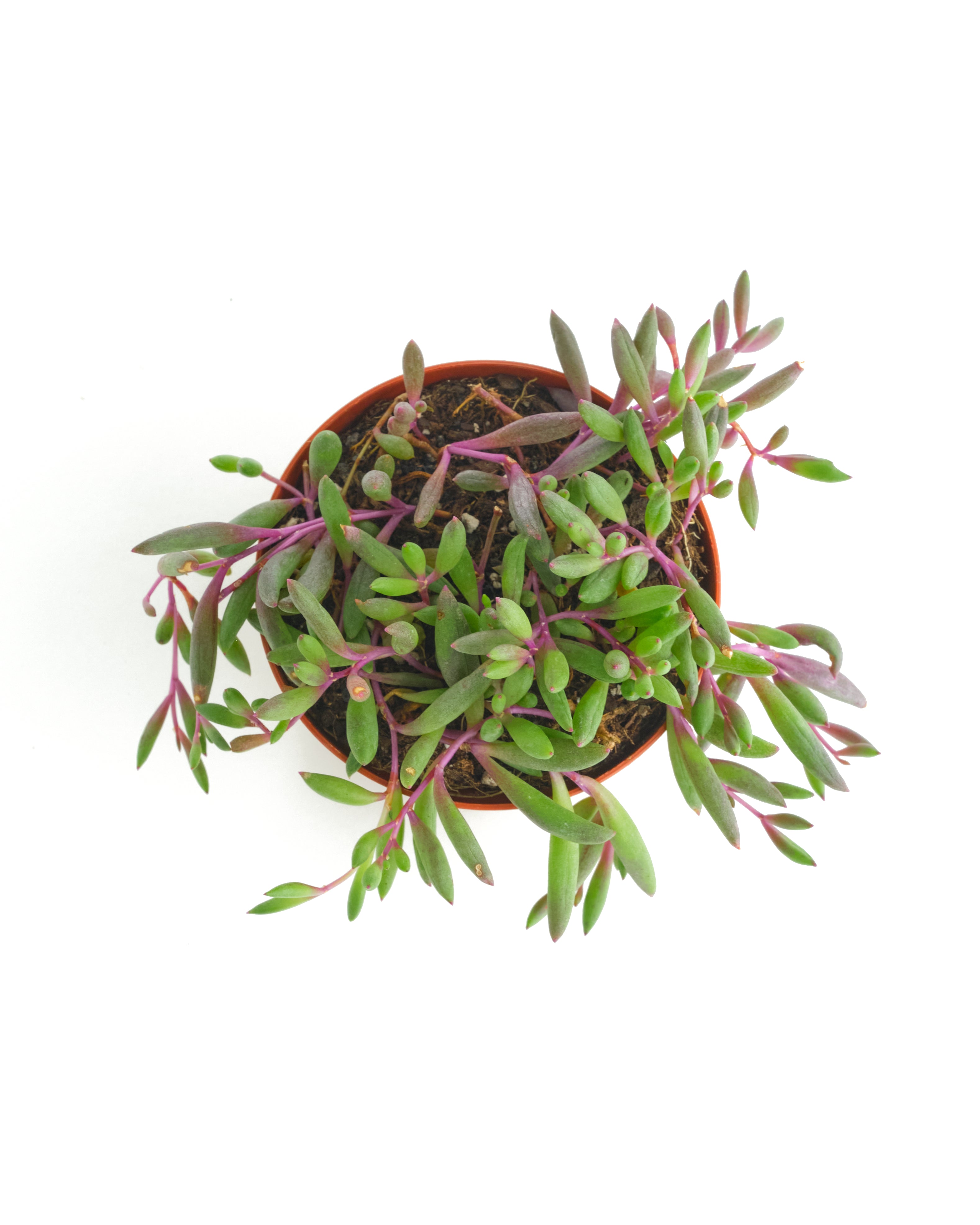 Othonna Capensis 'Ruby Necklace'-mmluna