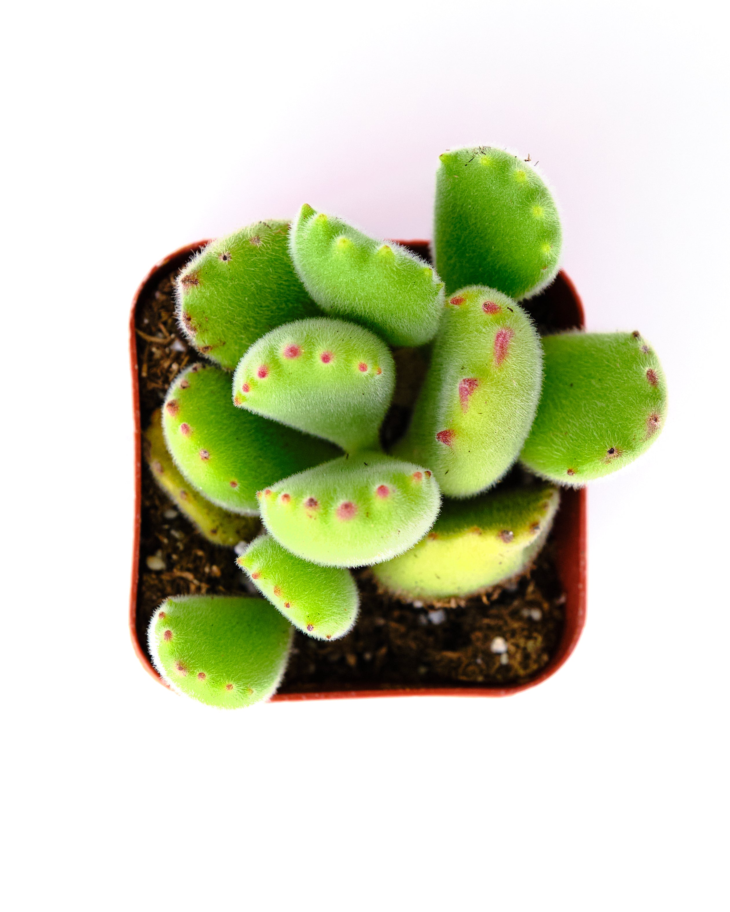 Cotyledon tomentosa 'Bear Paw'-mmluna