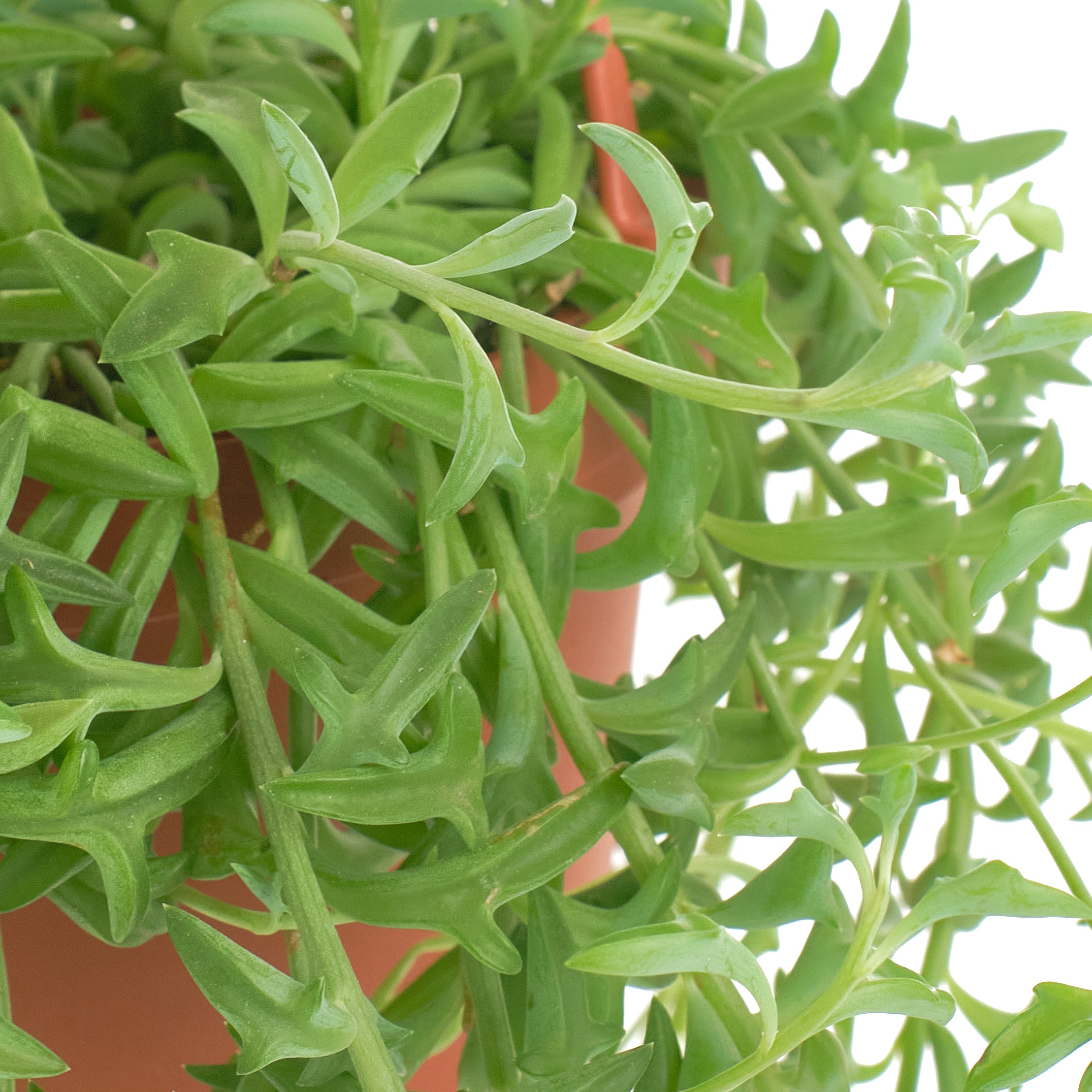 Senecio peregrinus 'String of Dolphins'-mmluna