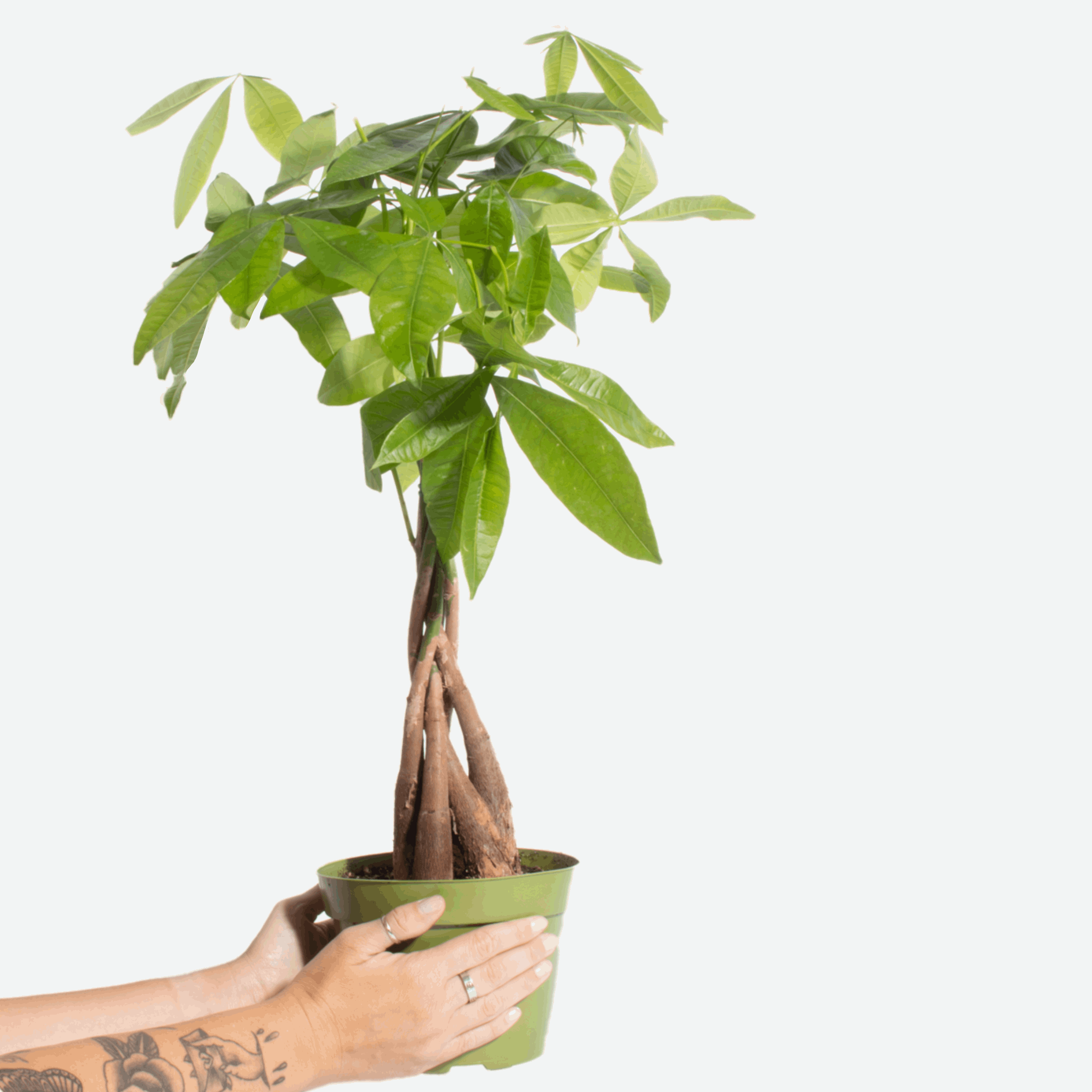 Pachira aquatica 'Money Tree'-mmluna
