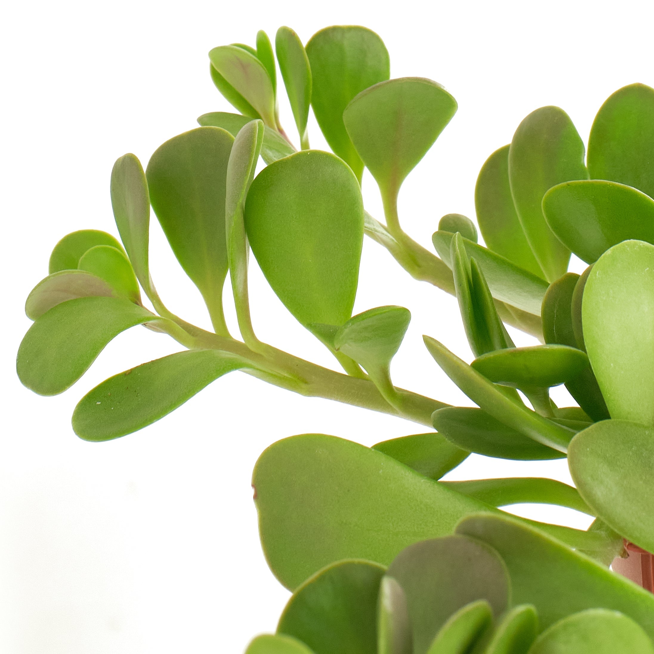 Senecio Jacobsenii 'Trailing Jade'-mmluna