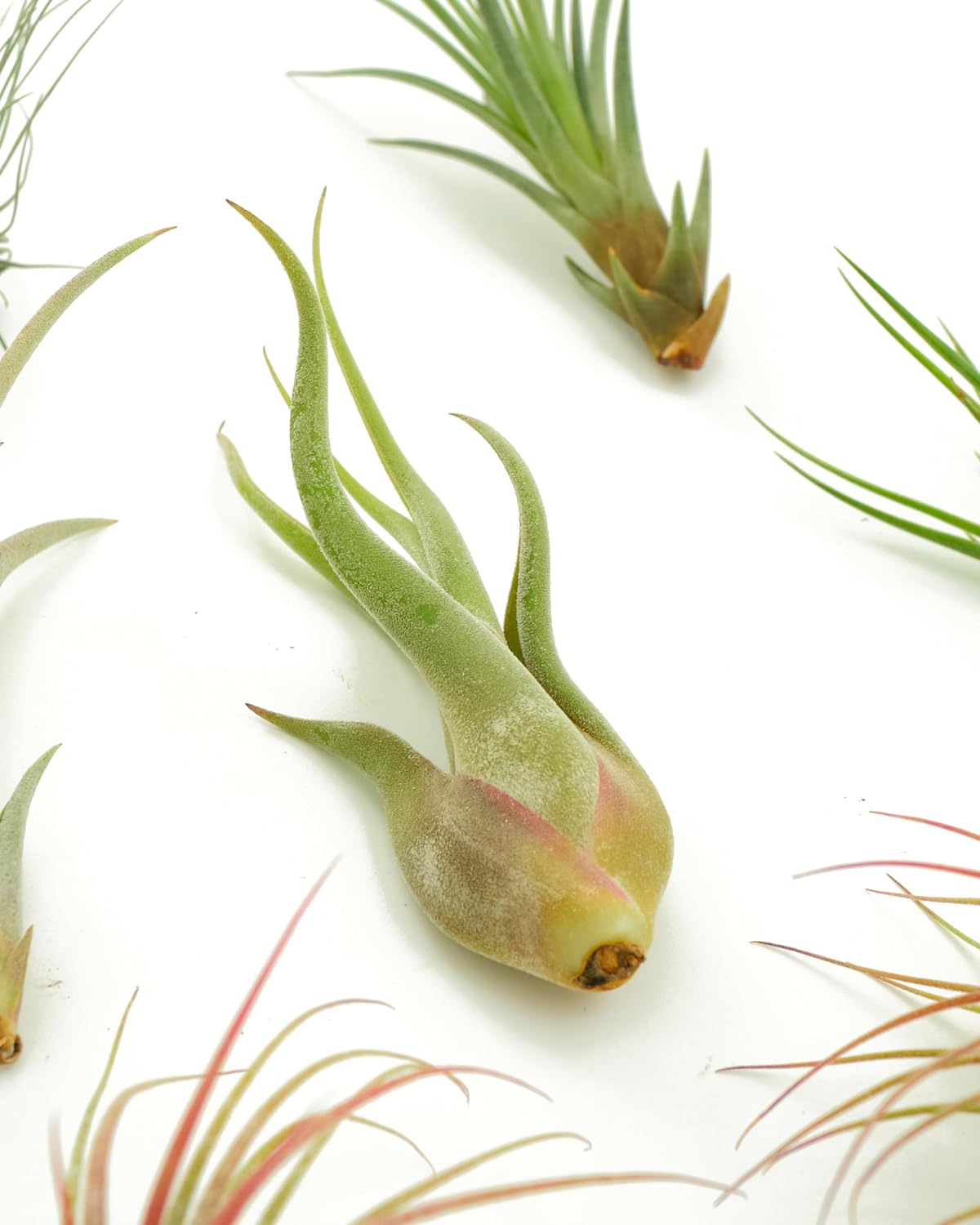 Assorted Mini Air Plant Collection-mmluna