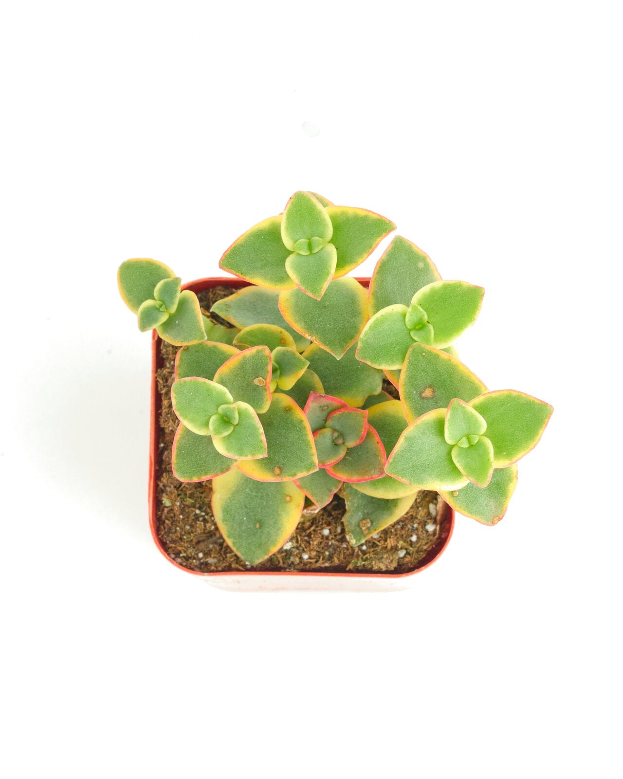 Crassula Pellucida Variegata 'Calico Kitten'-mmluna