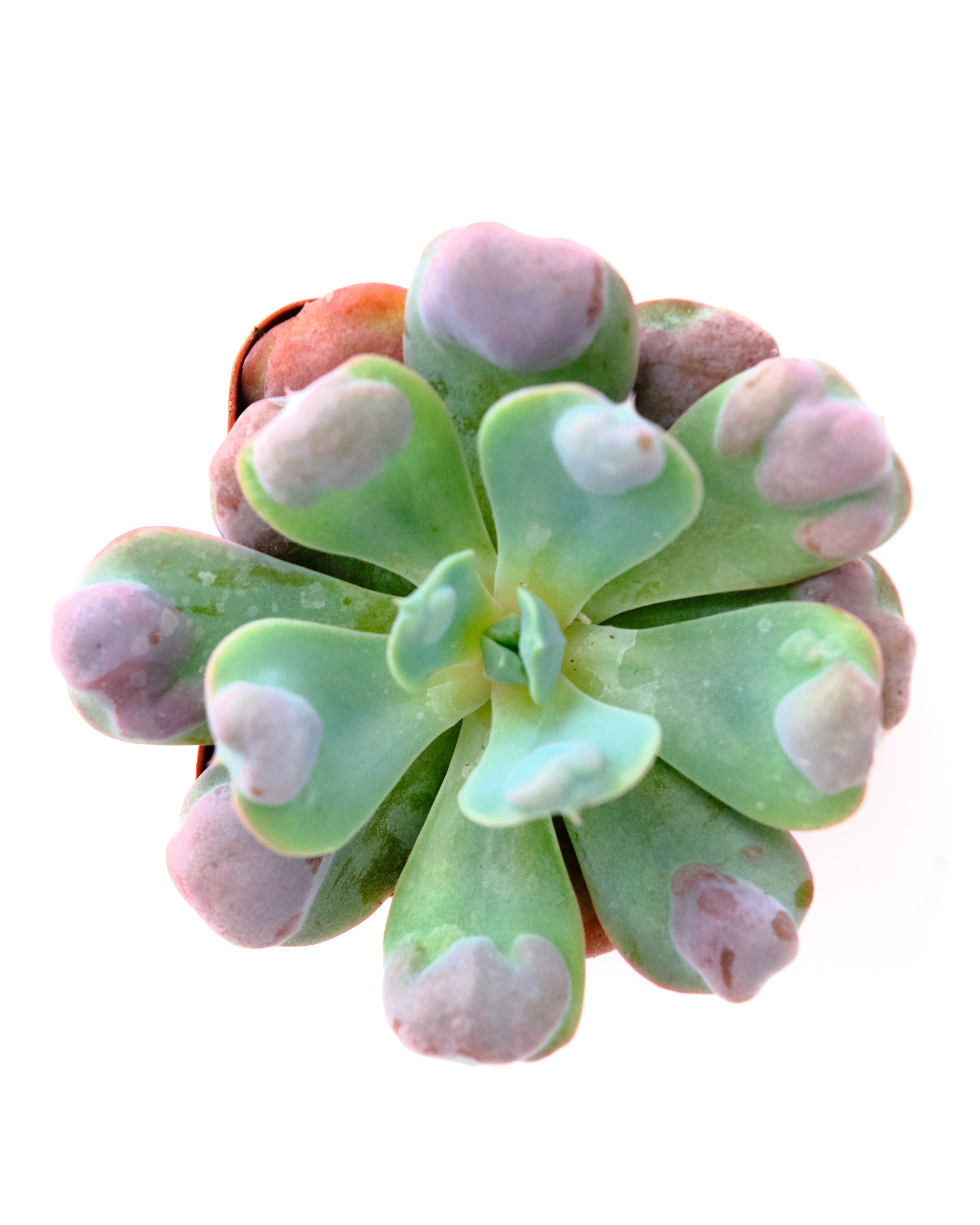 Echeveria 'Raindrop'-mmluna
