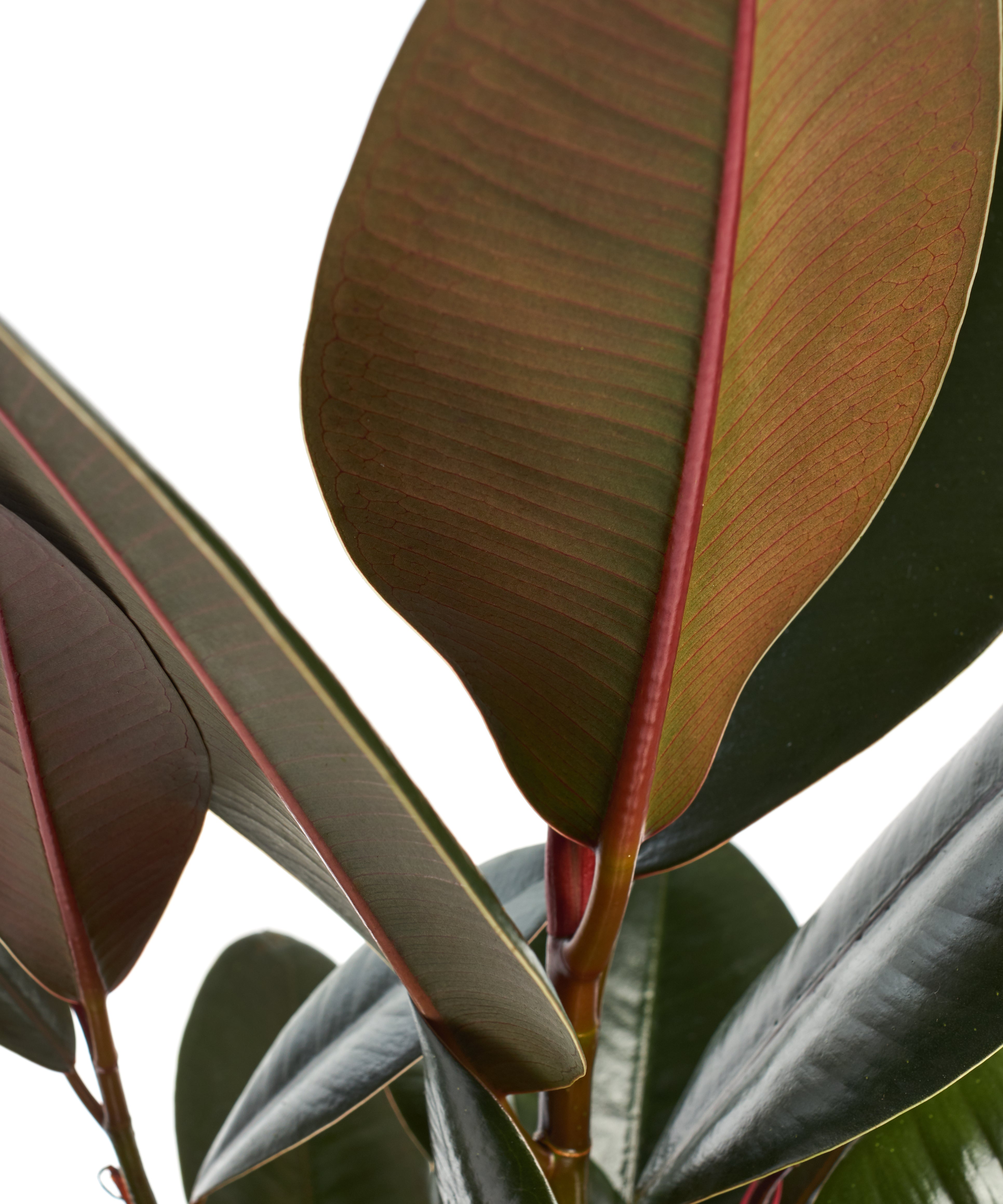 Ficus Elastica 'Burgundy'-mmluna