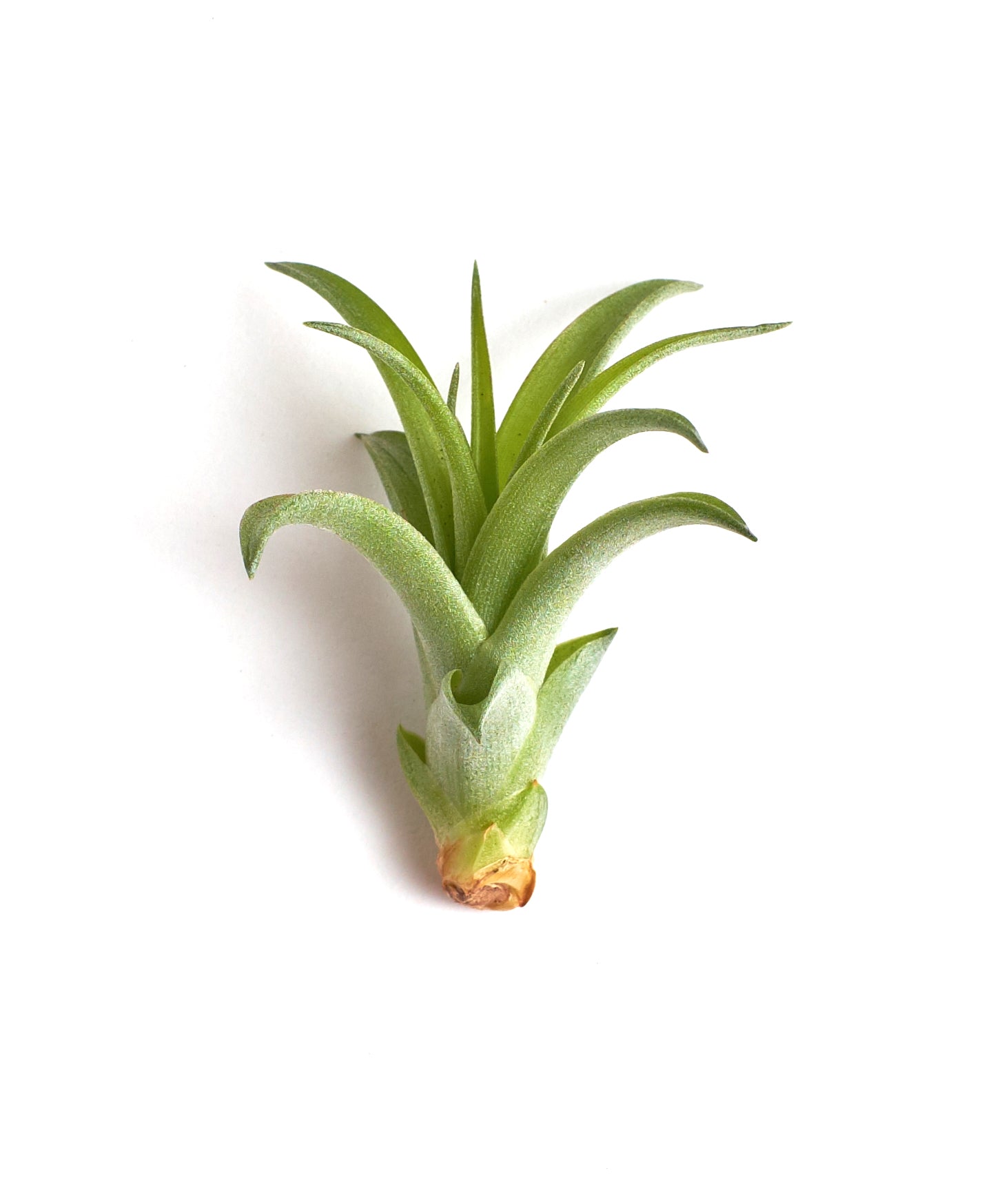 Tillandsia Brachycaulos-mmluna