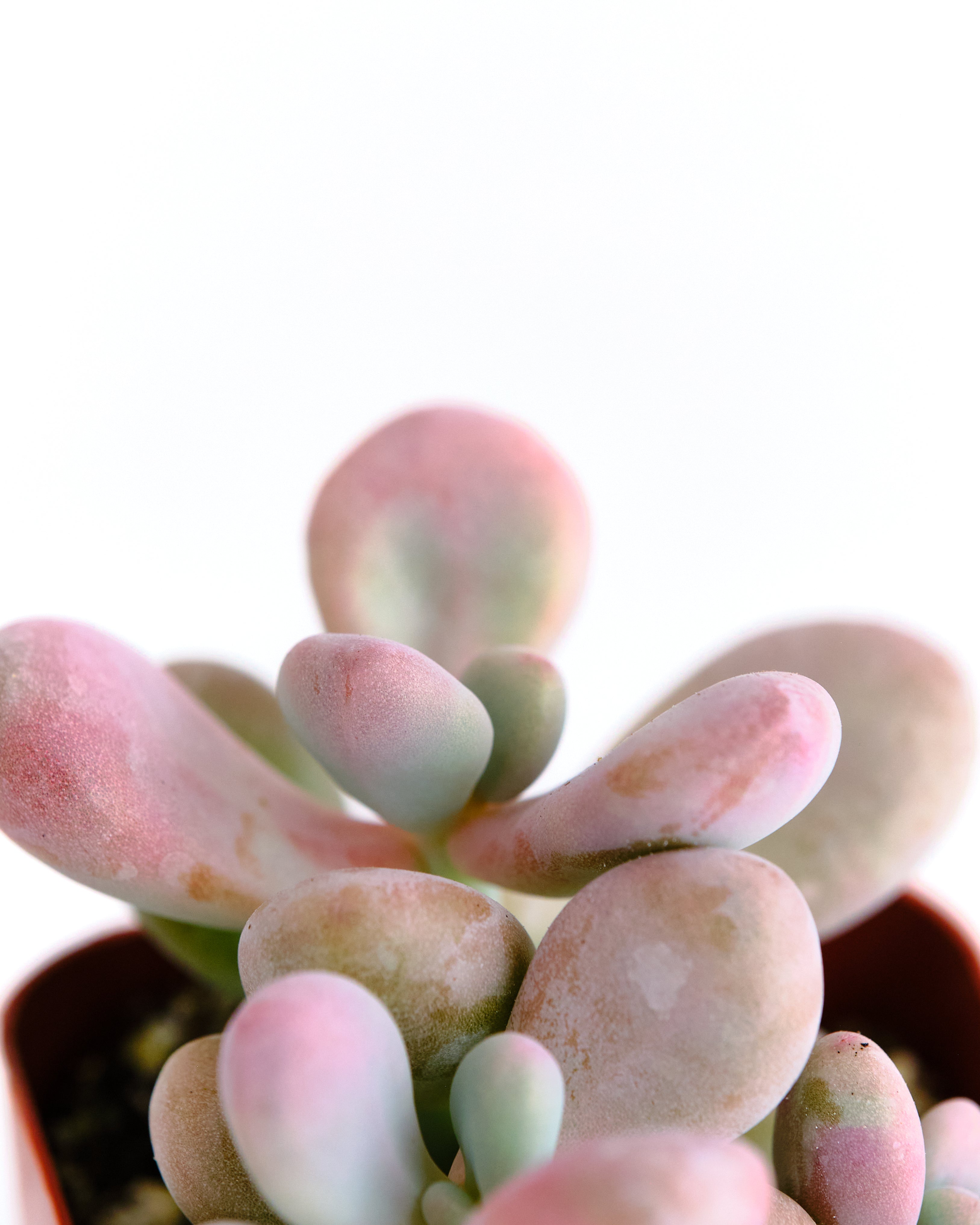 Graptopetalum Amethystinum-mmluna