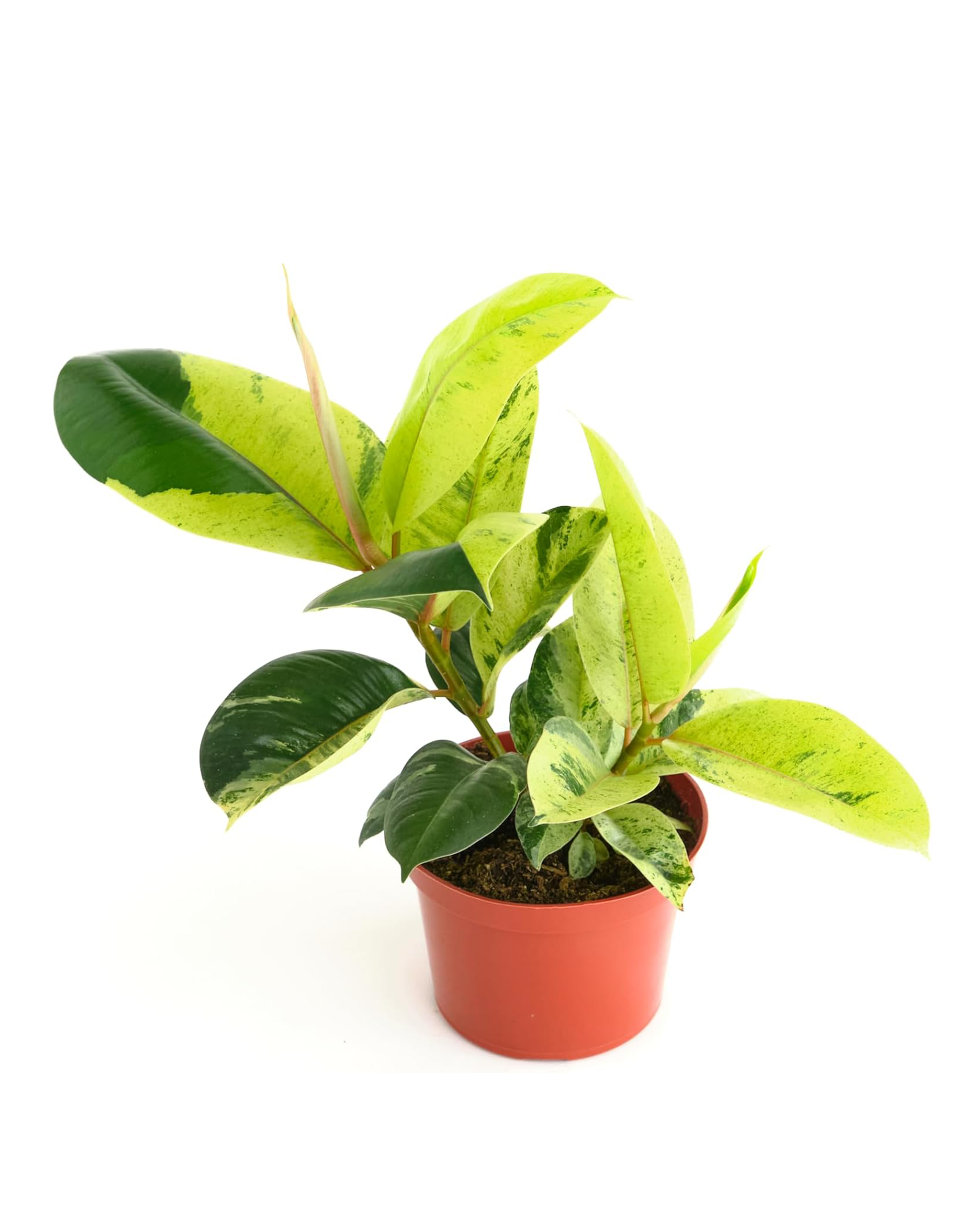 Ficus Shivereana 'Moonshine'-mmluna