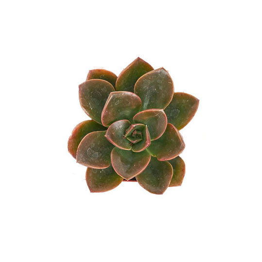 Echeveria 'Melaco'-mmluna