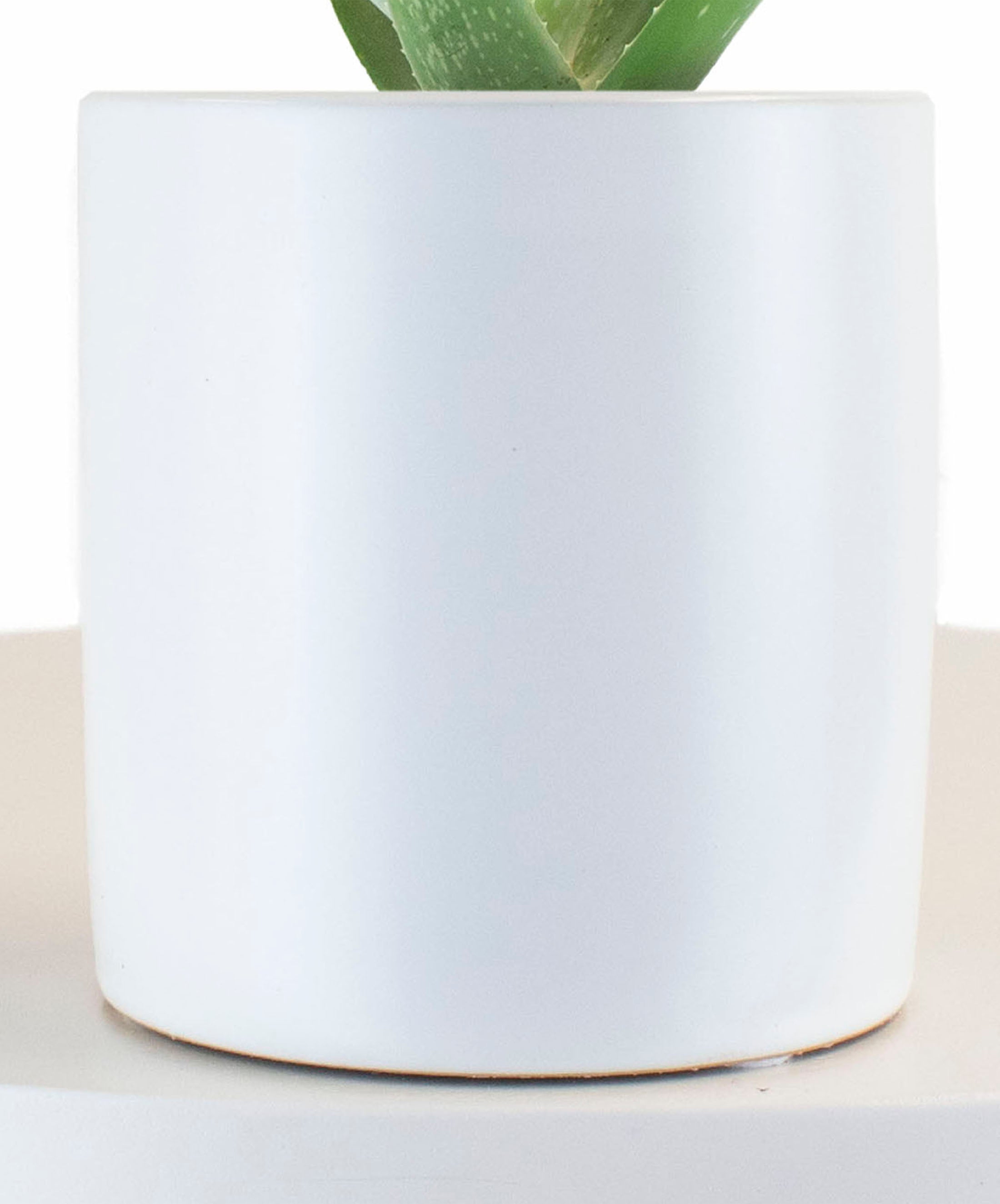 Aloe Vera House Plant in White Ceramic Cylinder Planter-mmluna