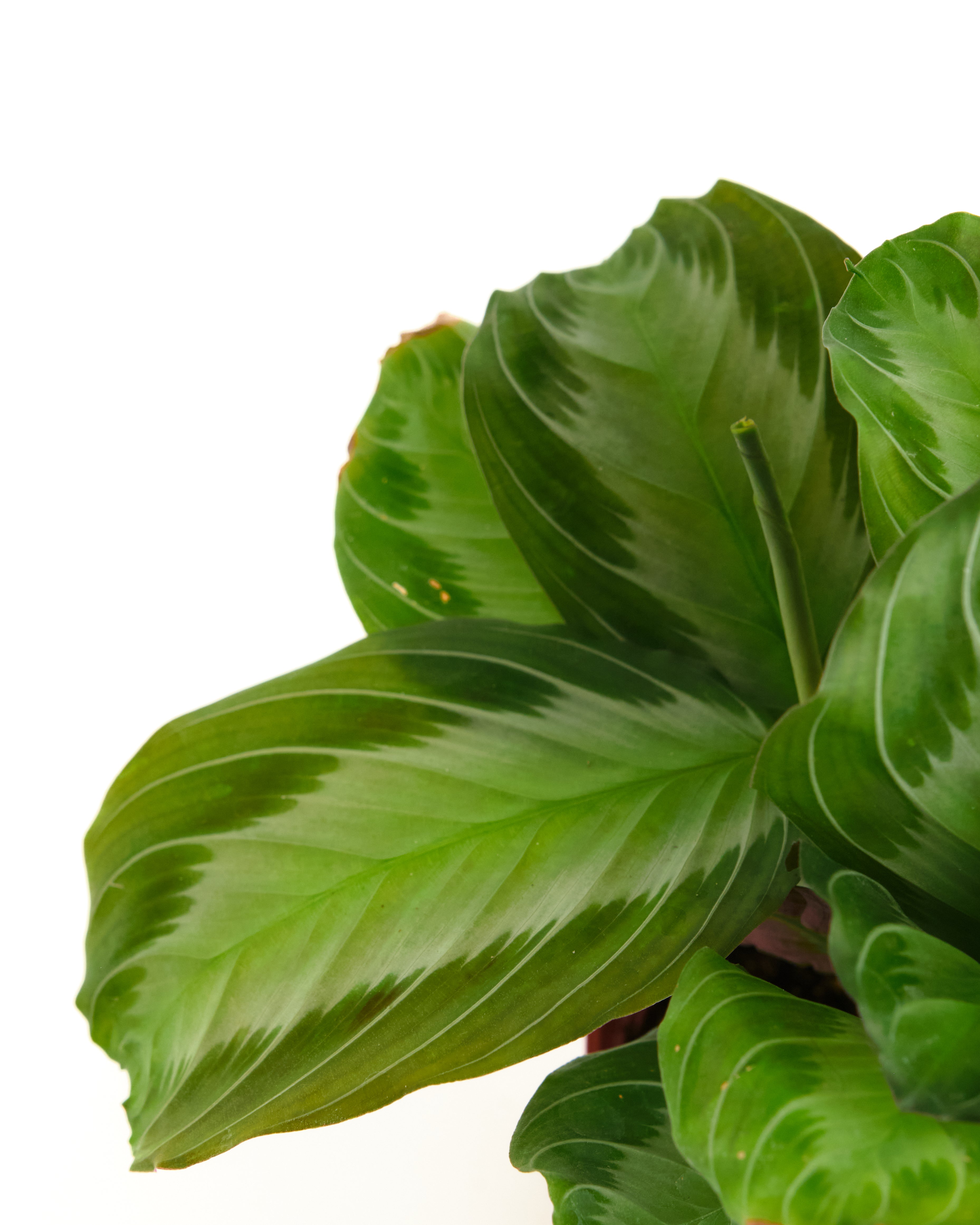 Maranta leuconeura 'Silver Band'-mmluna