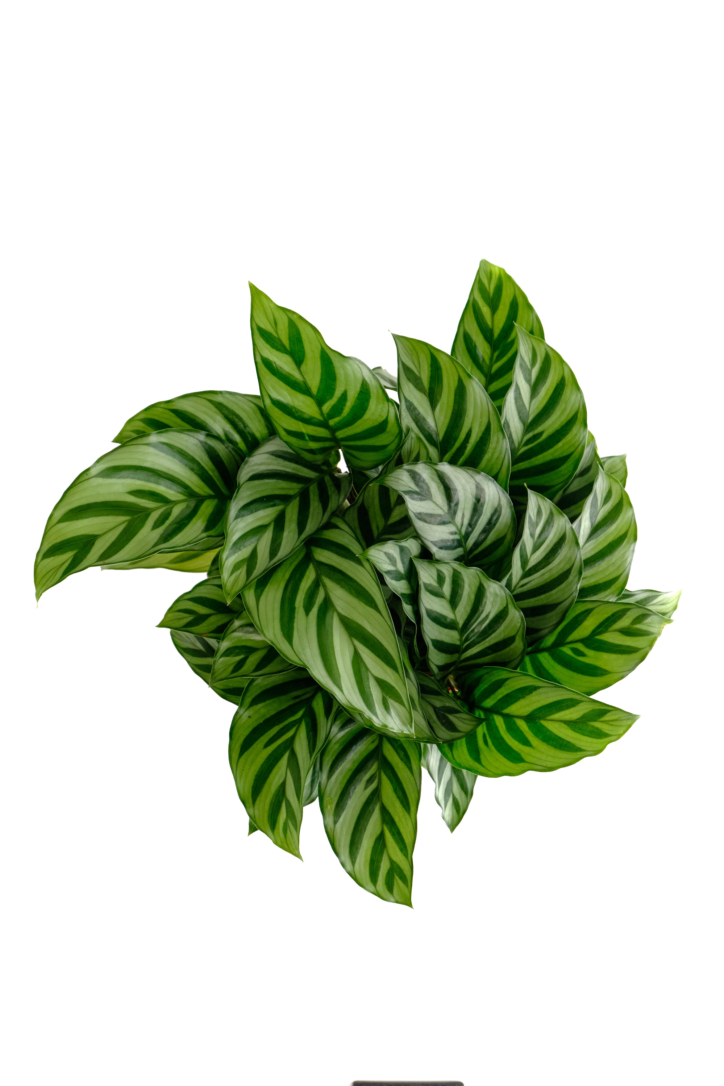 Calathea Concinna 'Freddie'-mmluna