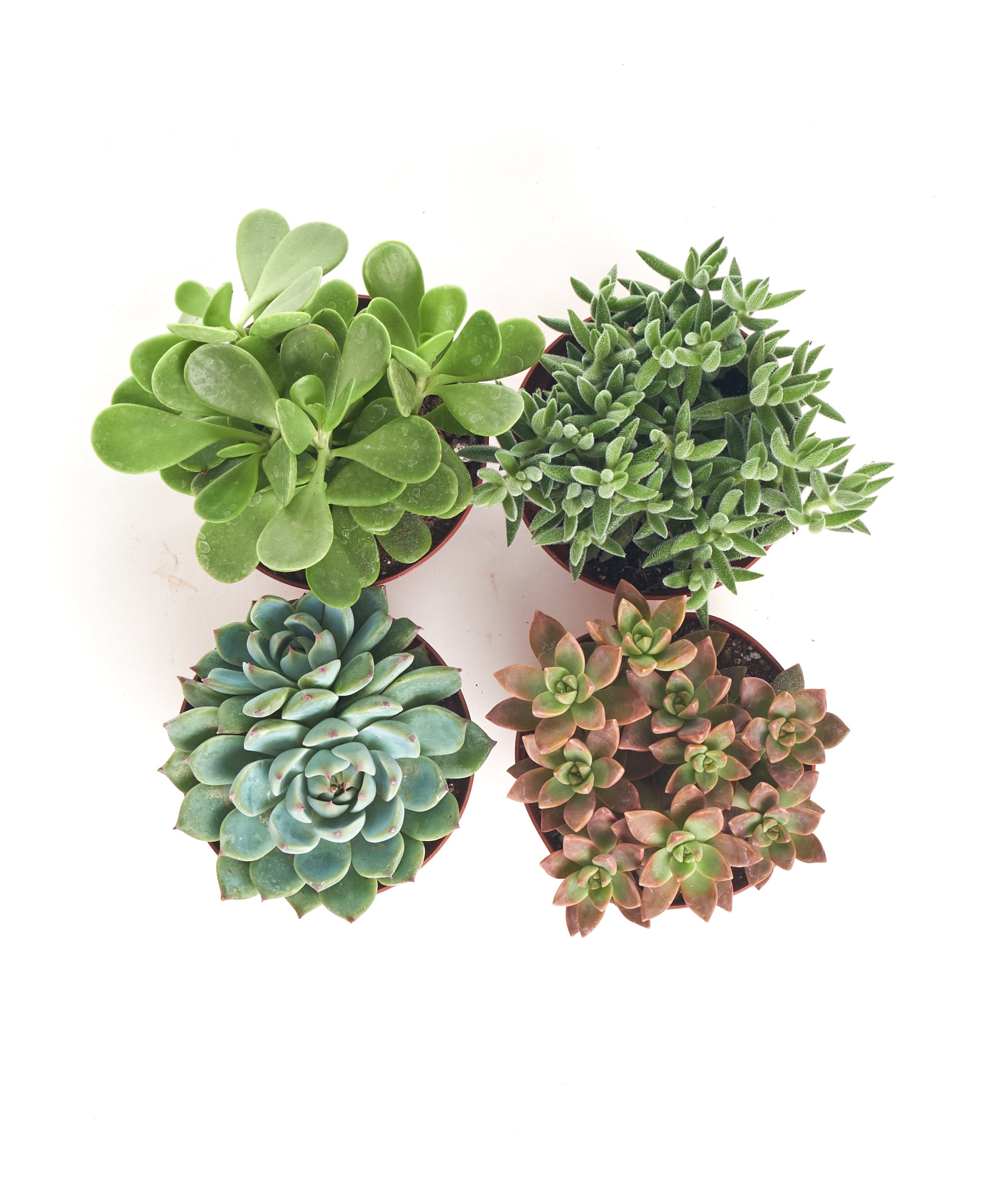 Assorted Medium Succulent Collection-mmluna