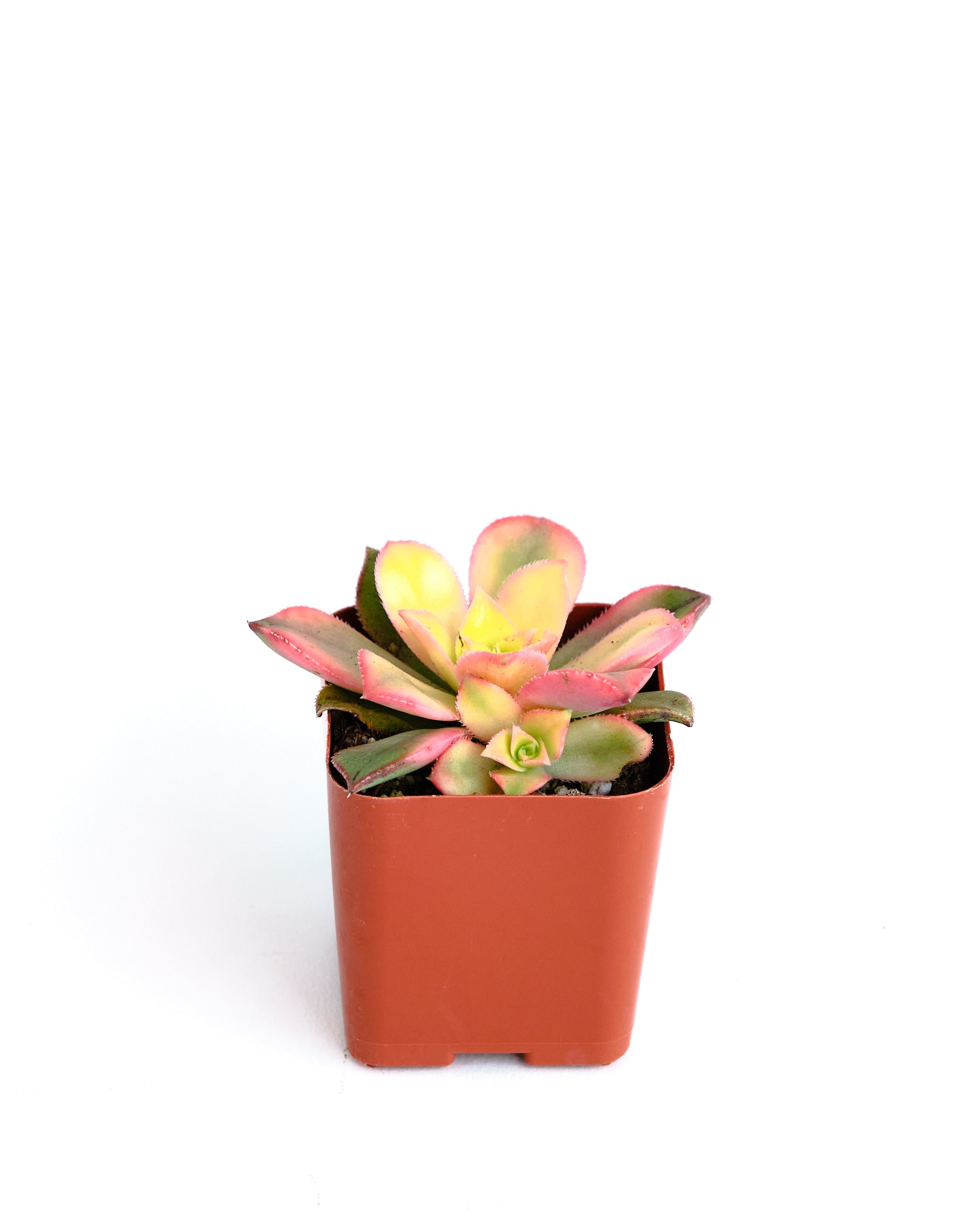 Aeonium haworthii 'Kiwi'-mmluna