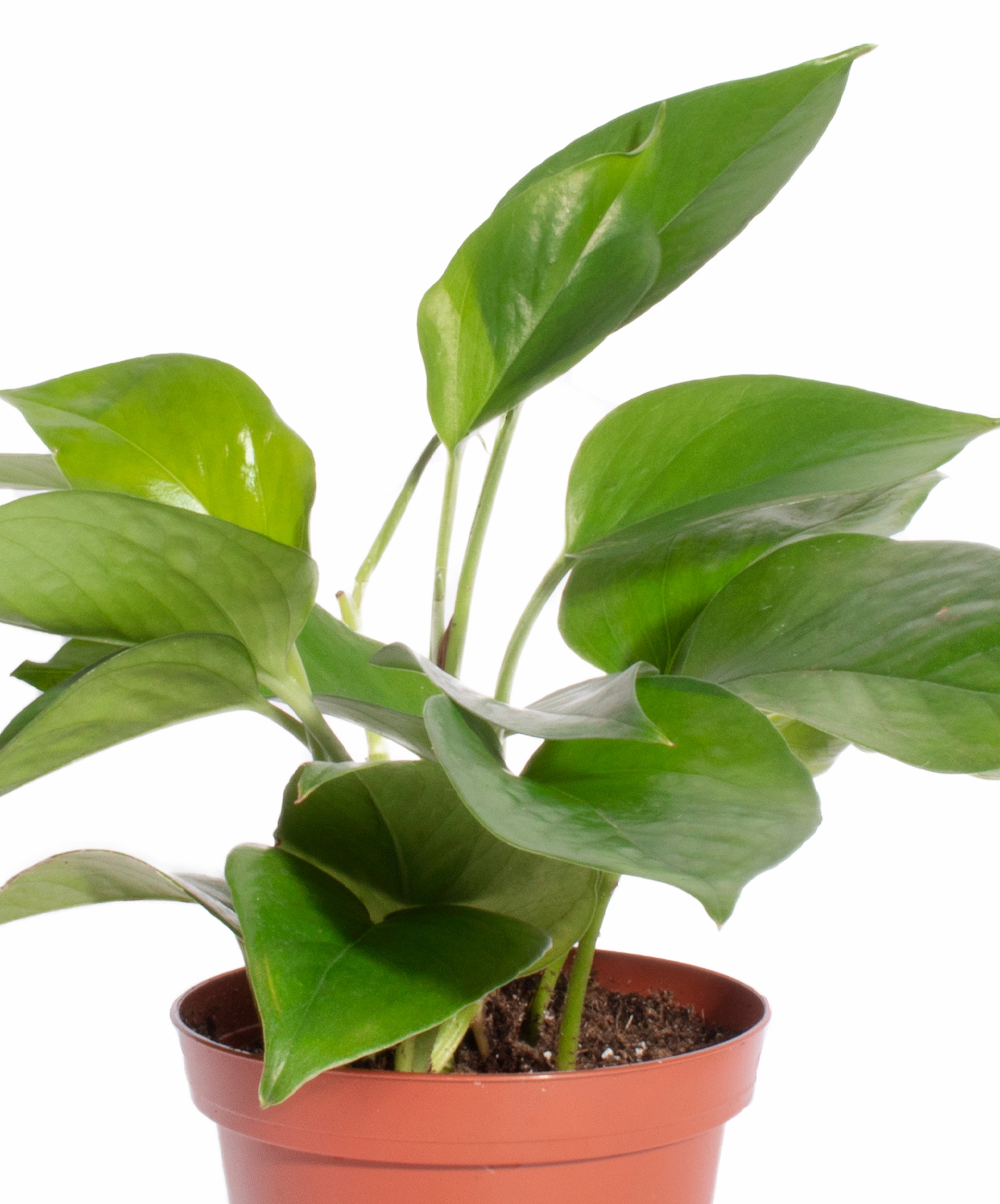 Pothos & Spider Plant-mmluna
