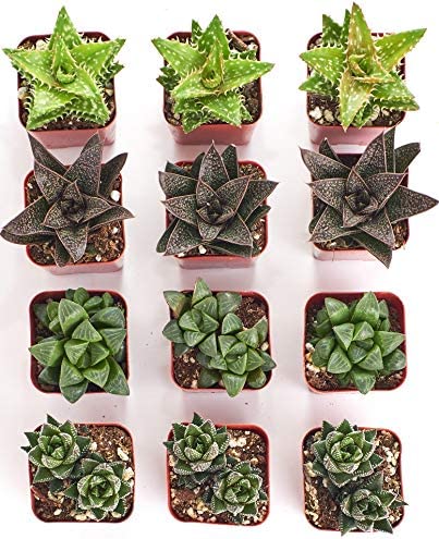 Assorted Mini Aloe & Haworthia Collection-mmluna
