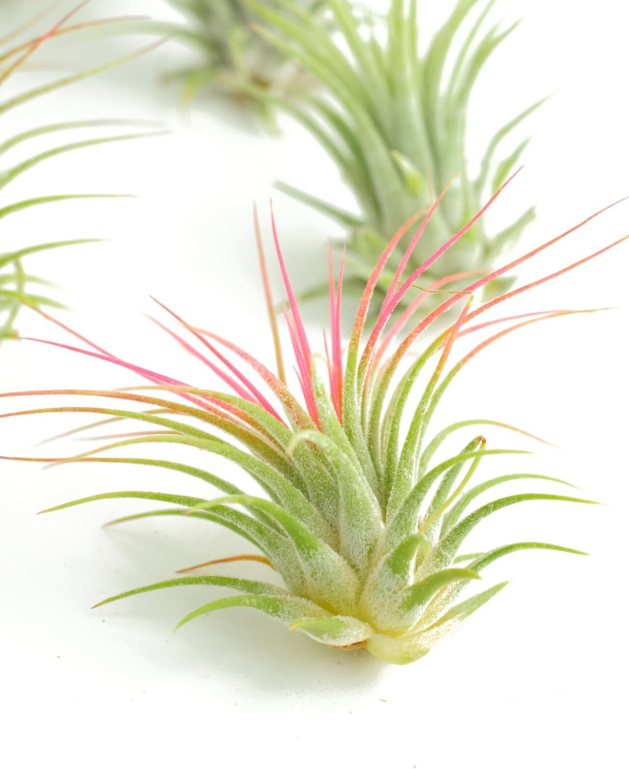 Assorted Mini Air Plant Collection-mmluna