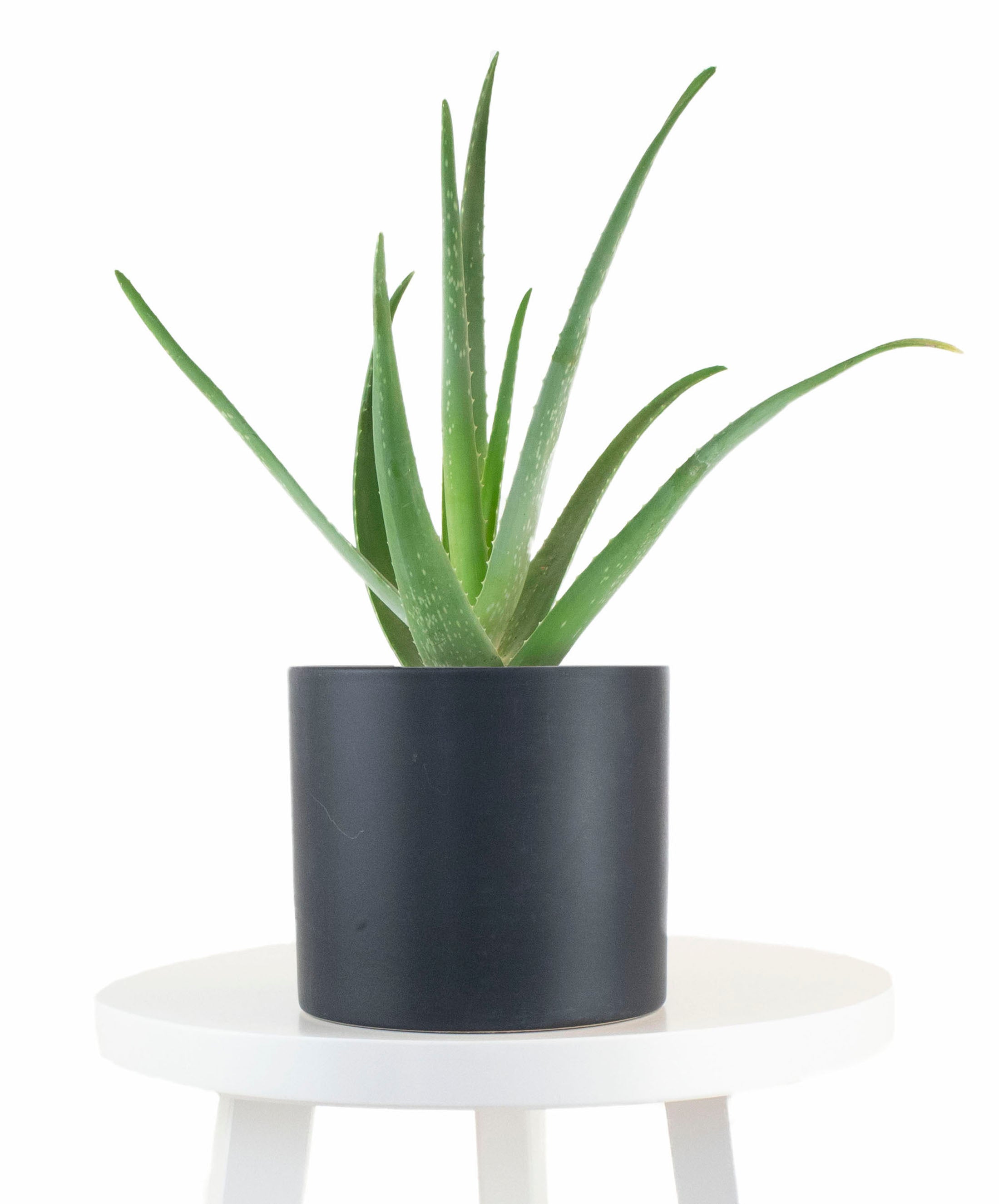 Aloe Vera House Plant in Black Ceramic Cylinder Planter-mmluna