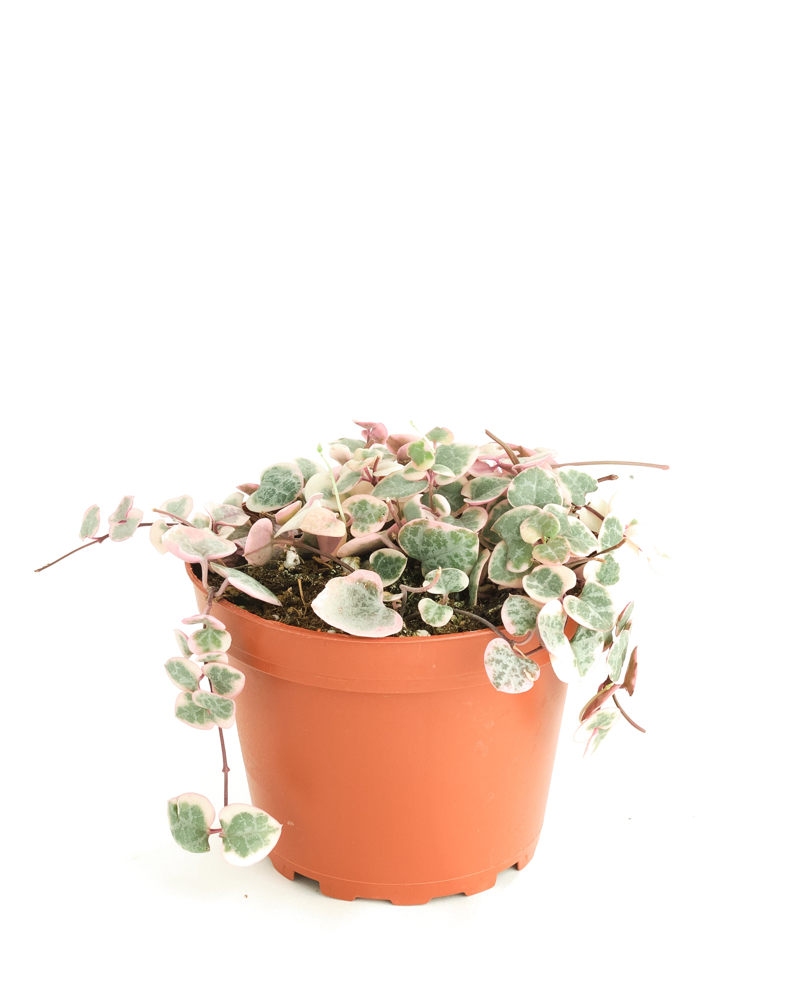 Ceropegia Woodii f. Variegata 'Variegated String of Hearts'-mmluna