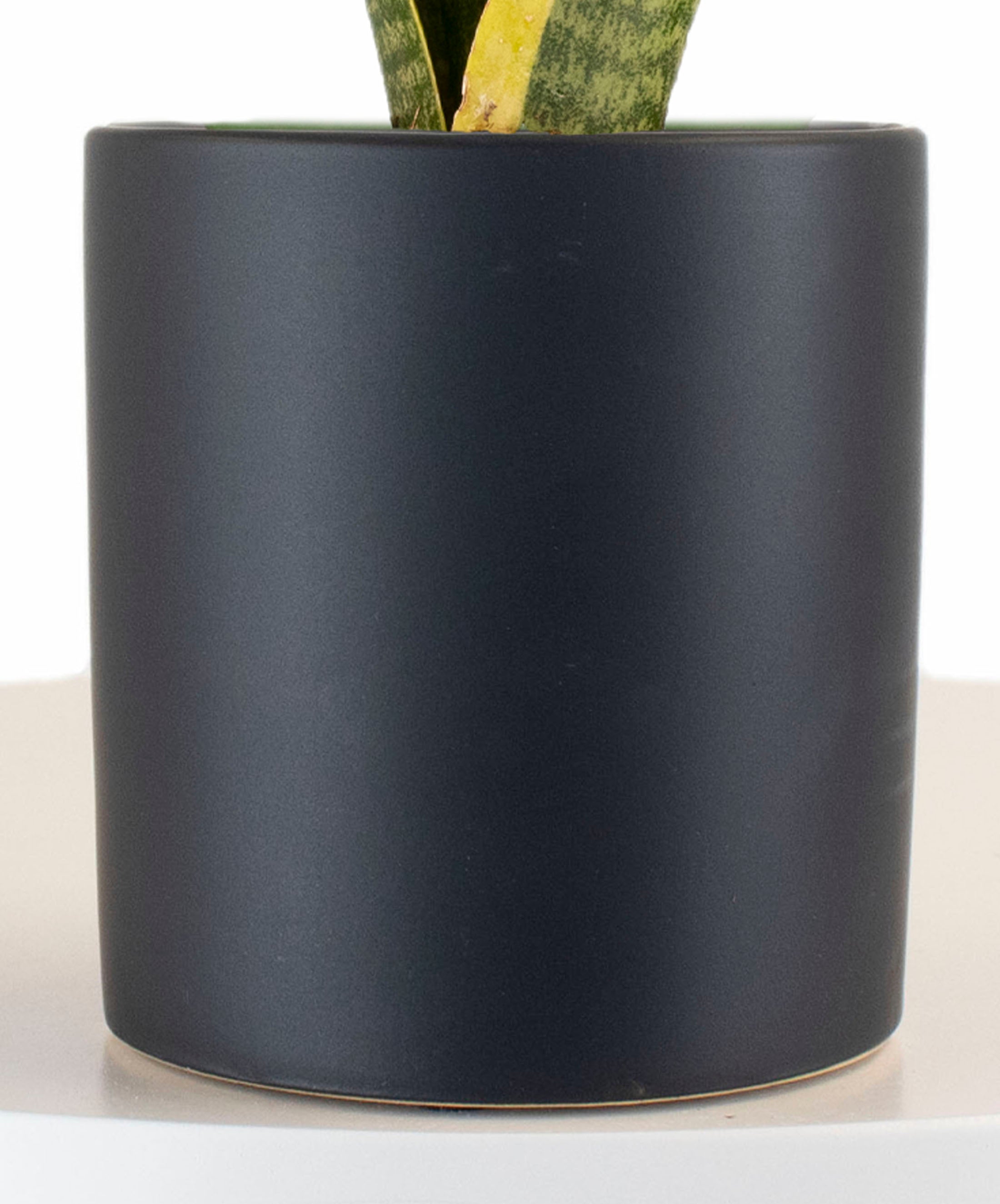 Sansevieria Laurentii in Black Ceramic Cylinder Planter-mmluna