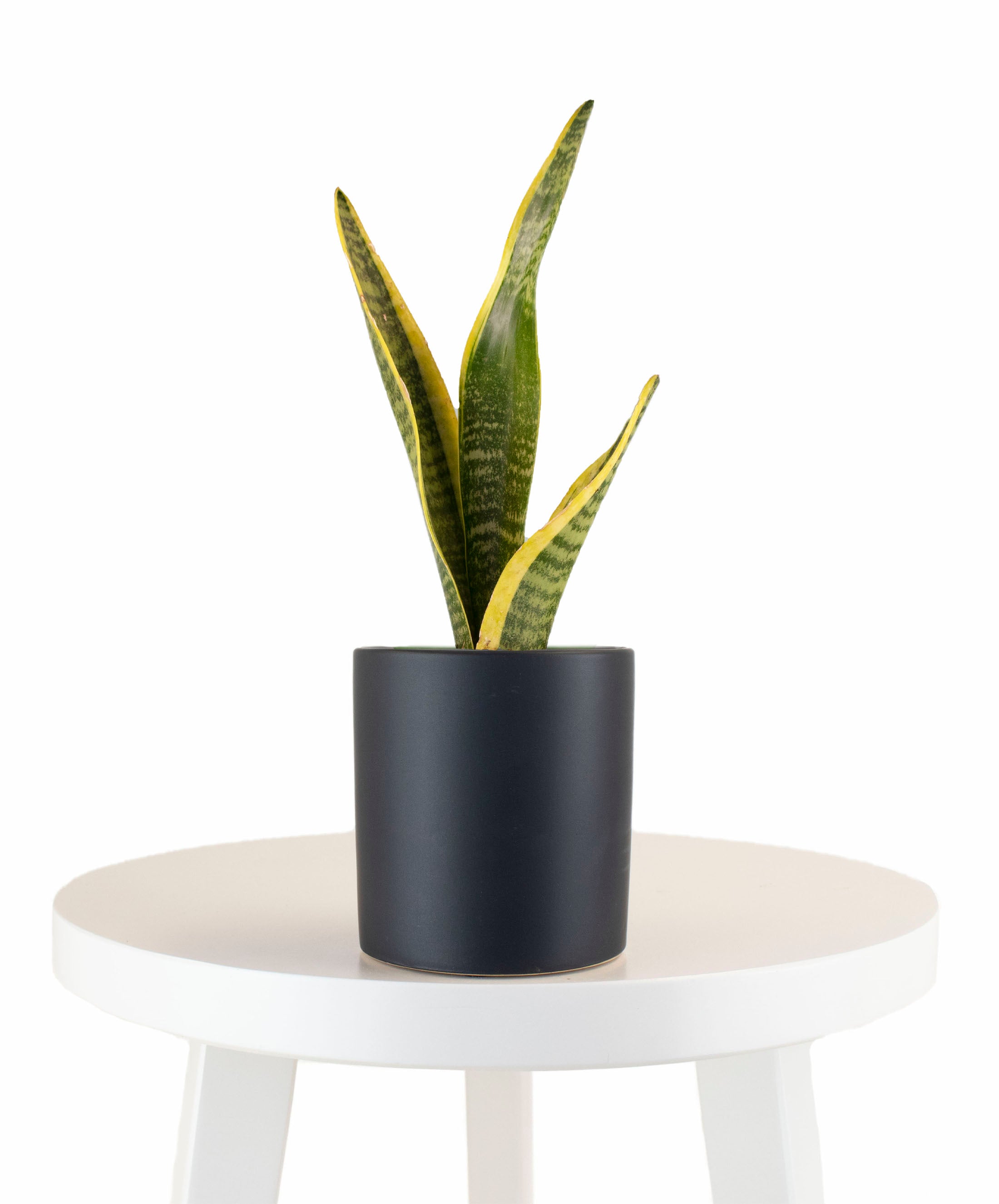 Sansevieria Laurentii in Black Ceramic Cylinder Planter-mmluna