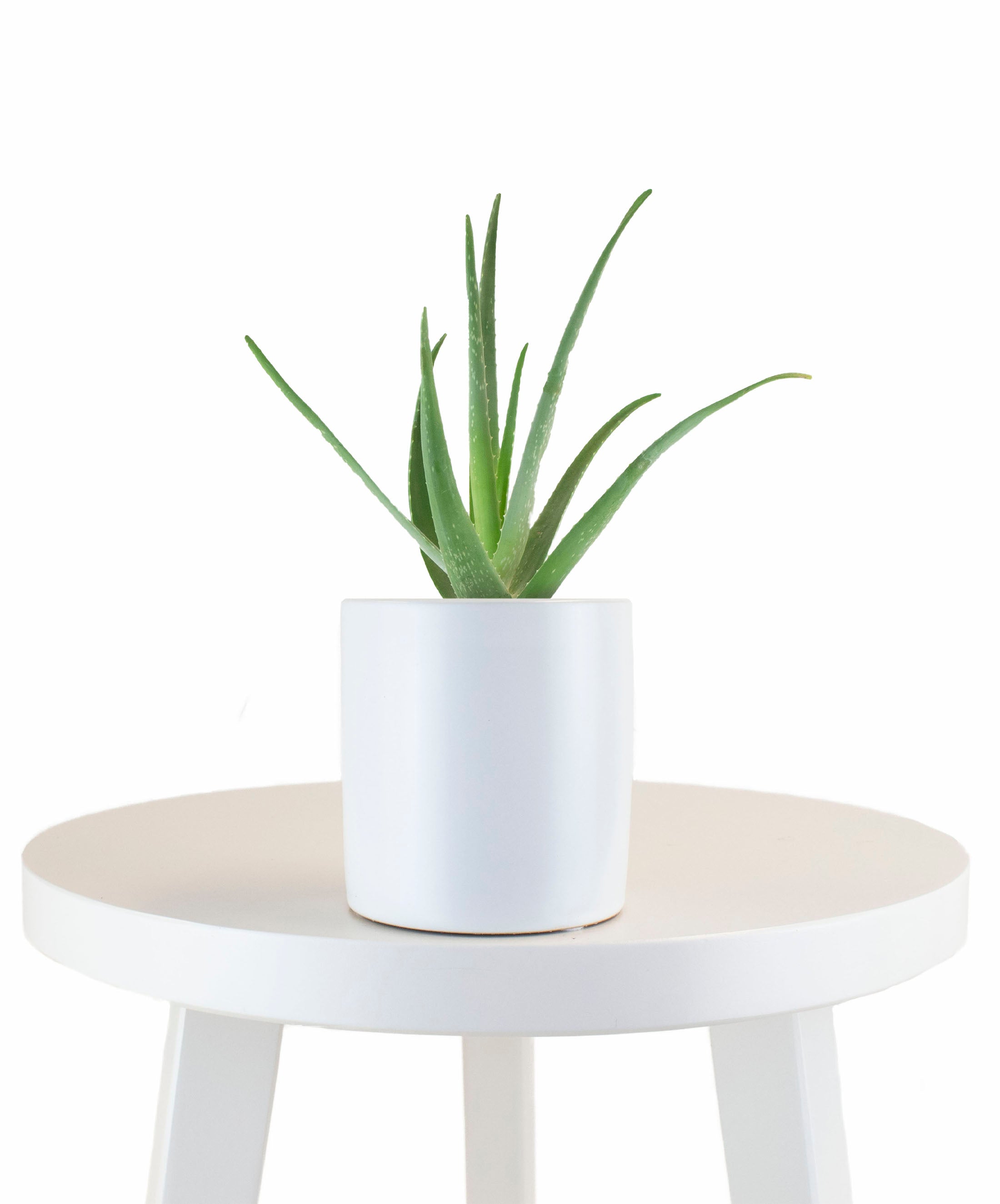 Aloe Vera House Plant in White Ceramic Cylinder Planter-mmluna