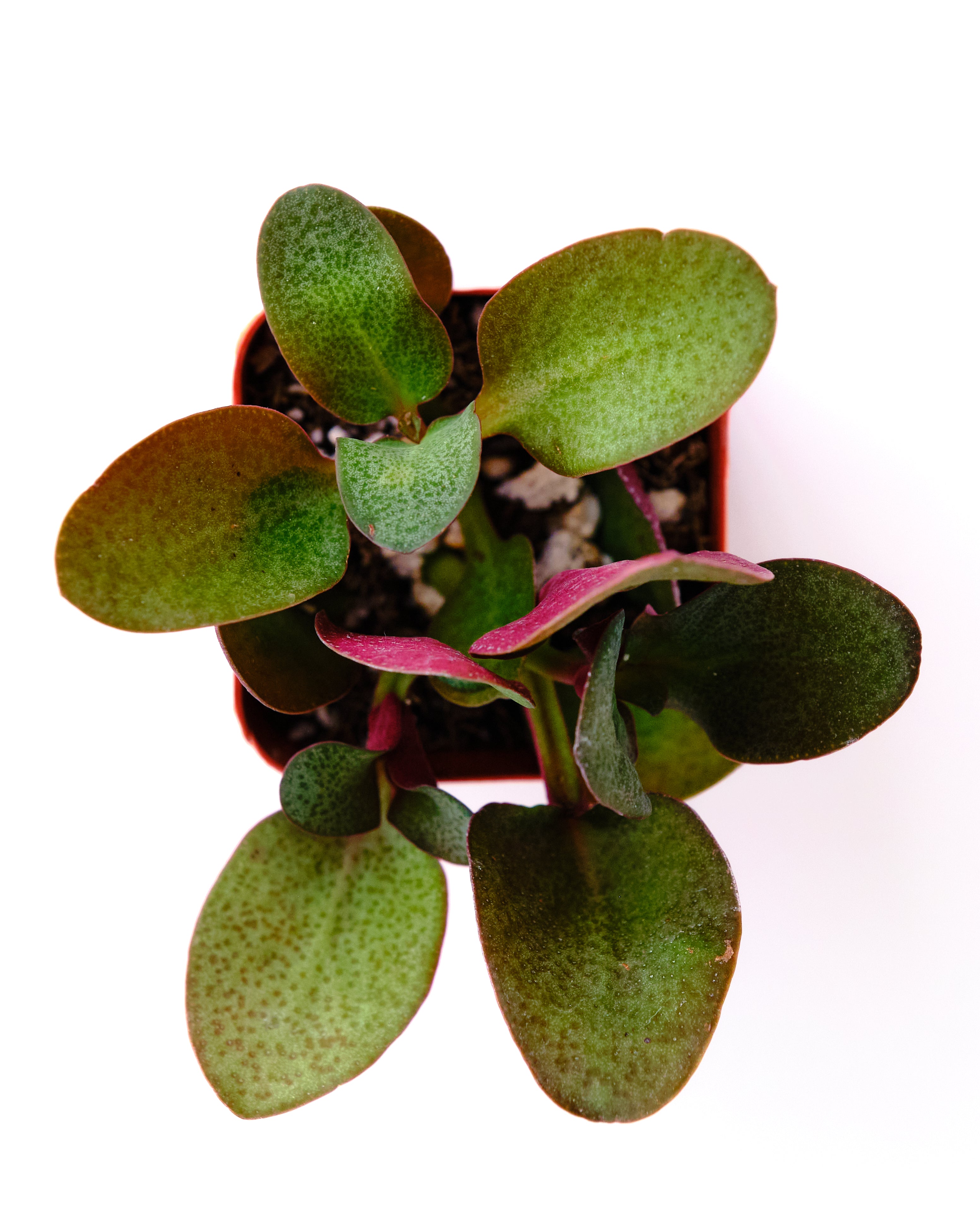 Crassula multicava 'Fairy Crassula'-mmluna