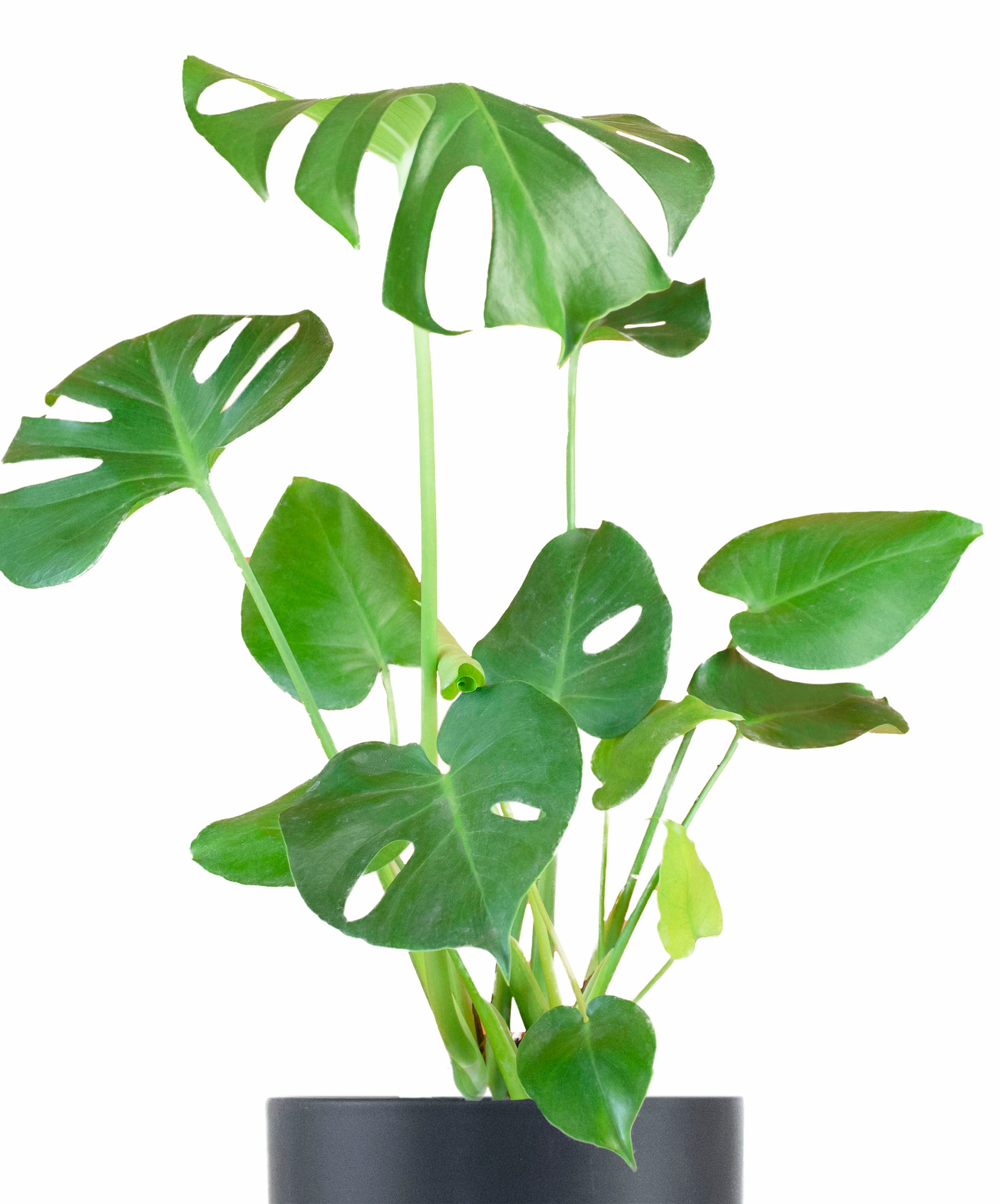 Monstera Deliciosa in Black Ceramic Cylinder Planter-mmluna