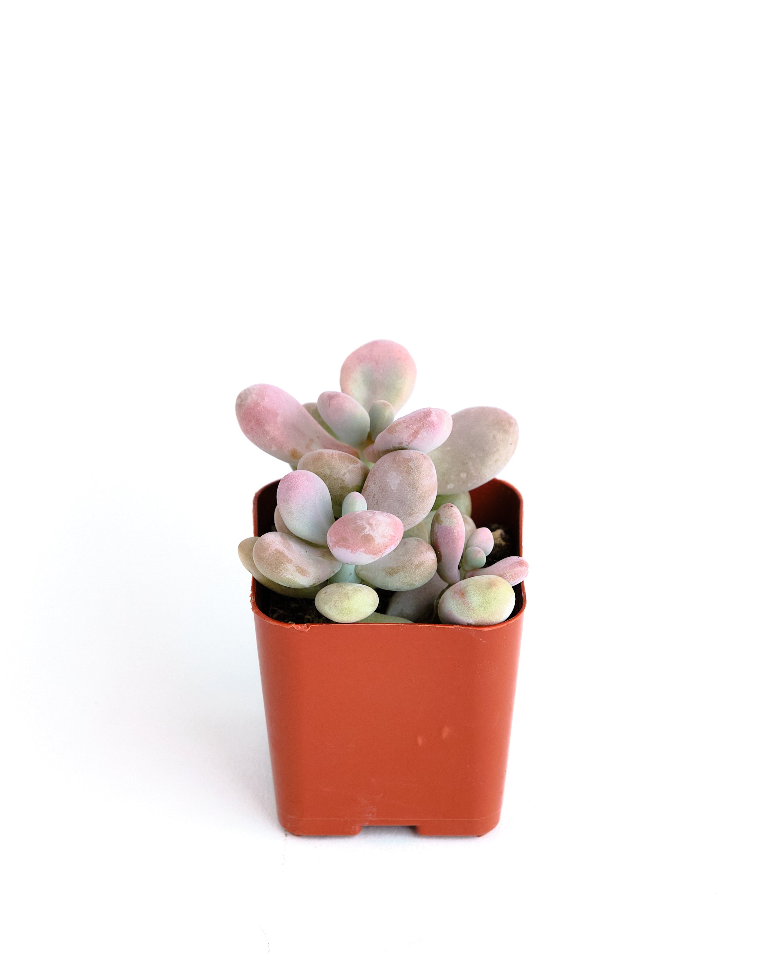Graptopetalum Amethystinum-mmluna