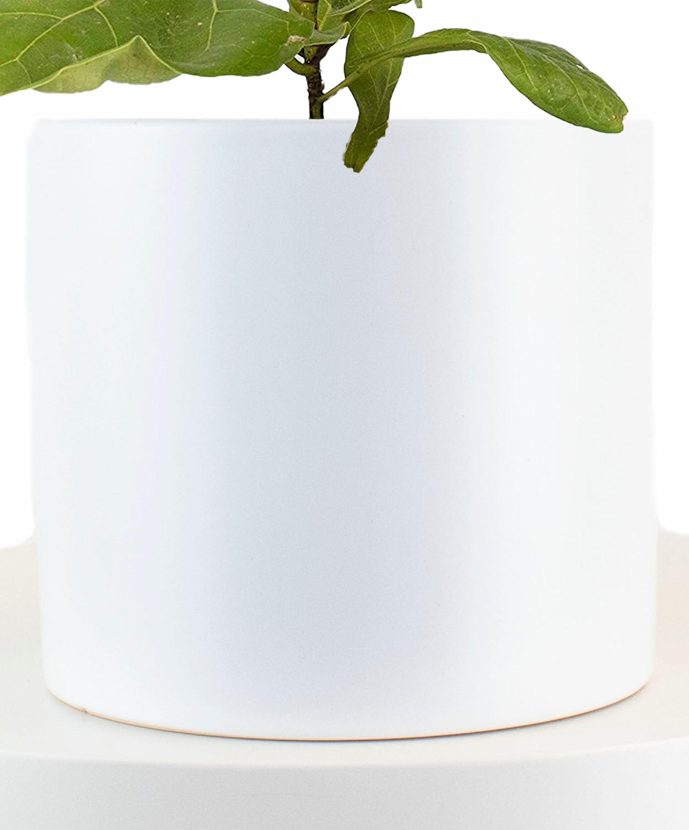 Ficus Lyrata 'Fiddle Leaf Fig' in White Ceramic Cylinder Planter-mmluna