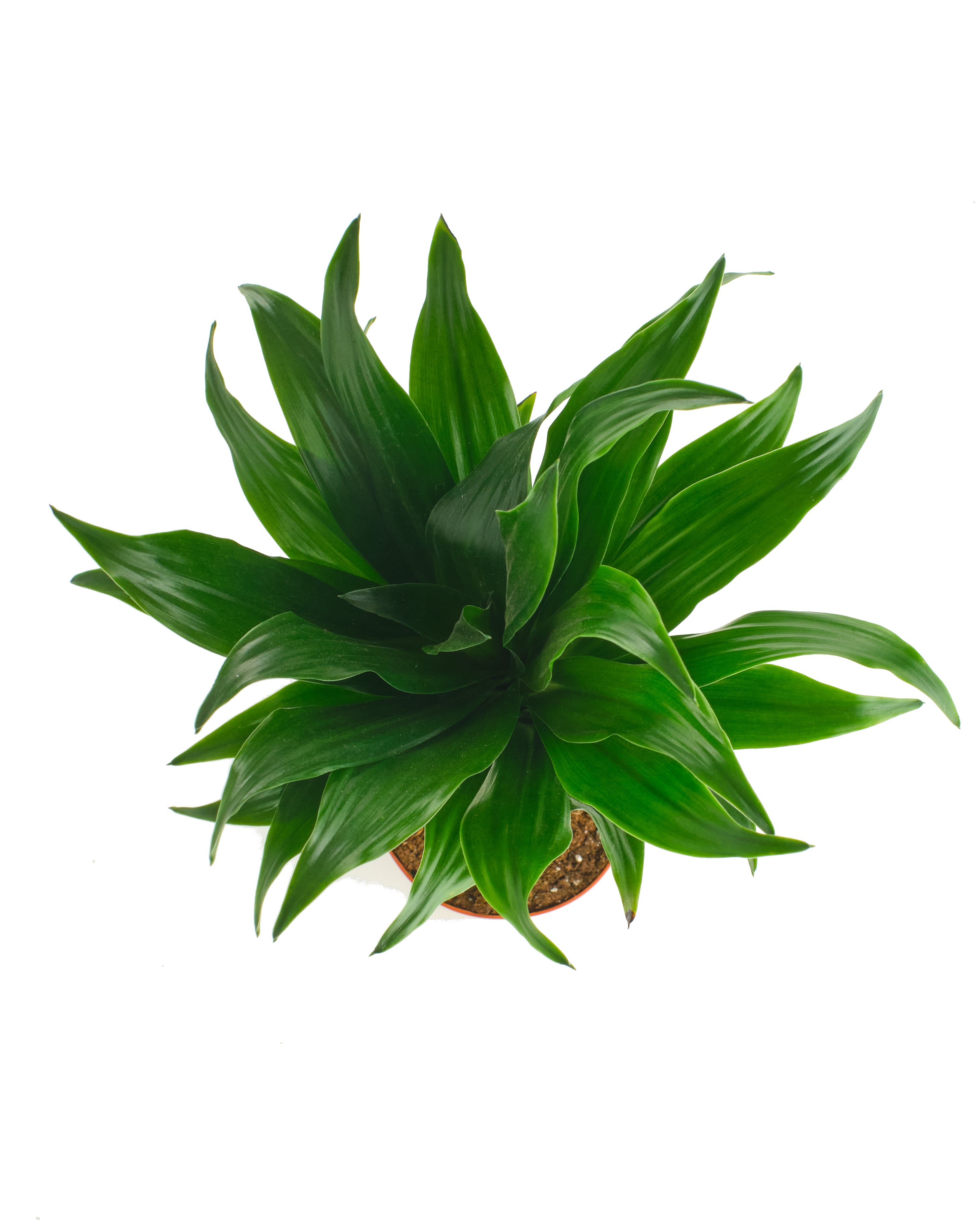 Dracaena Compacta-mmluna