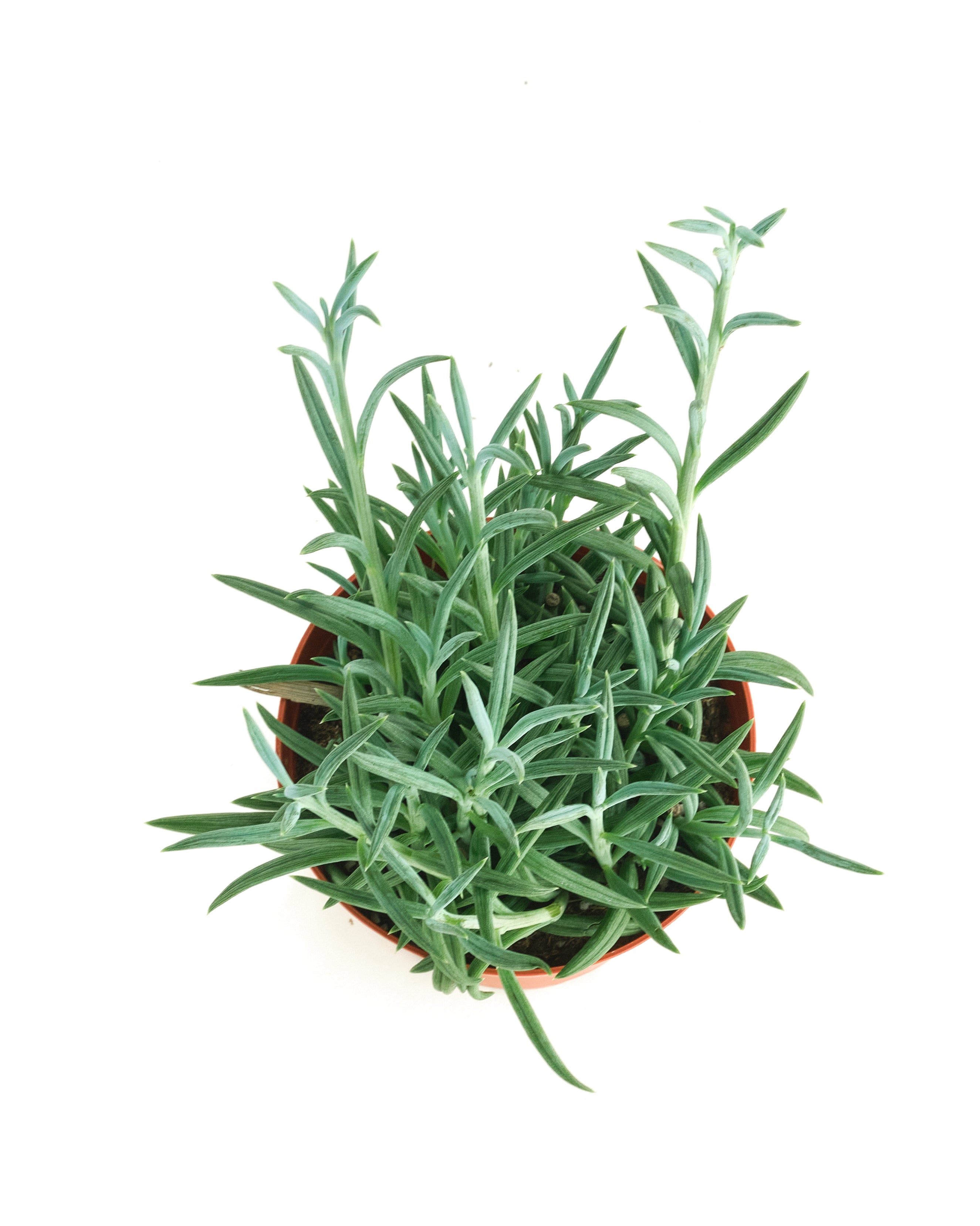 Senecio Radicans 'String of Fishhooks'-mmluna