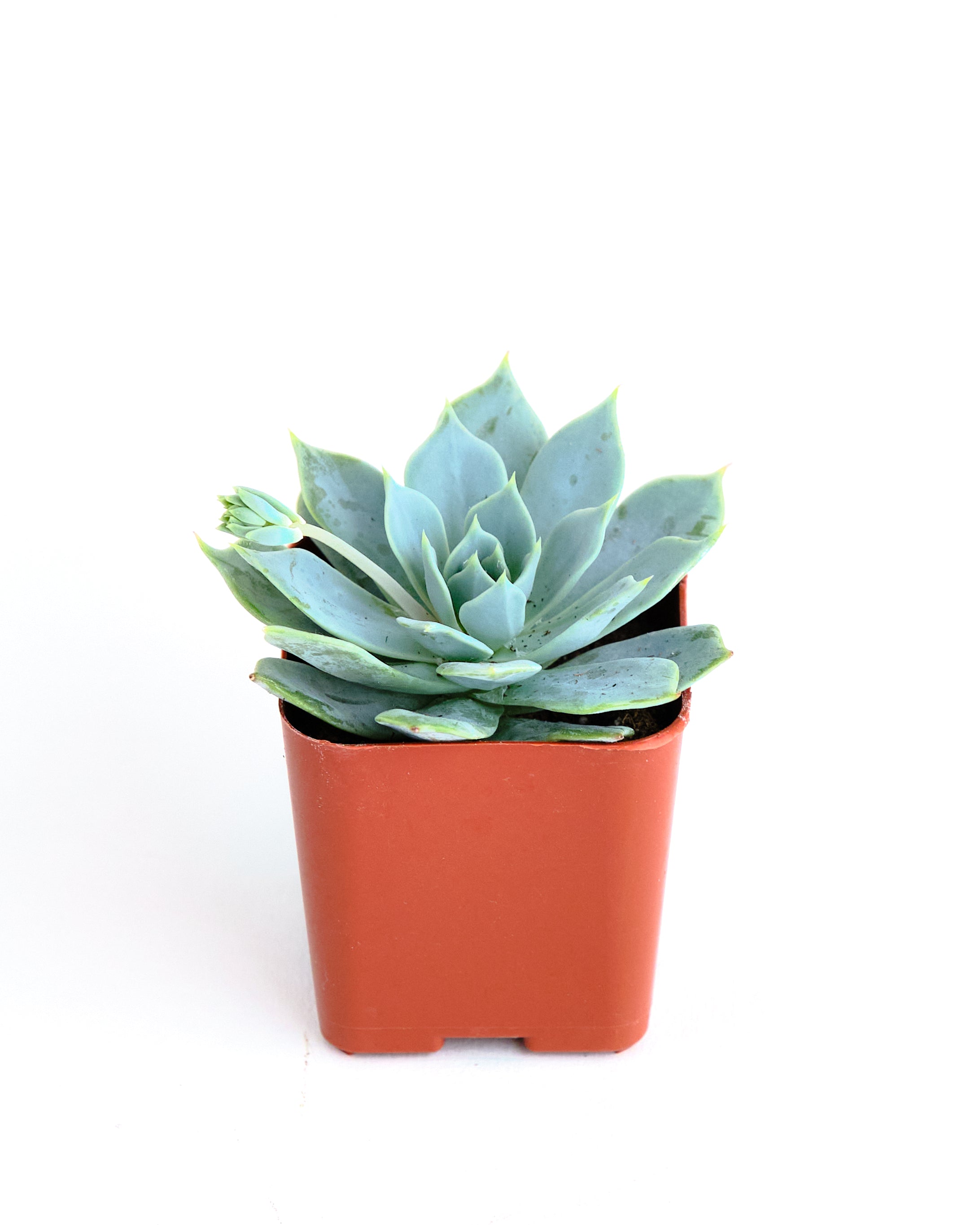 Echeveria 'Secunda'-mmluna