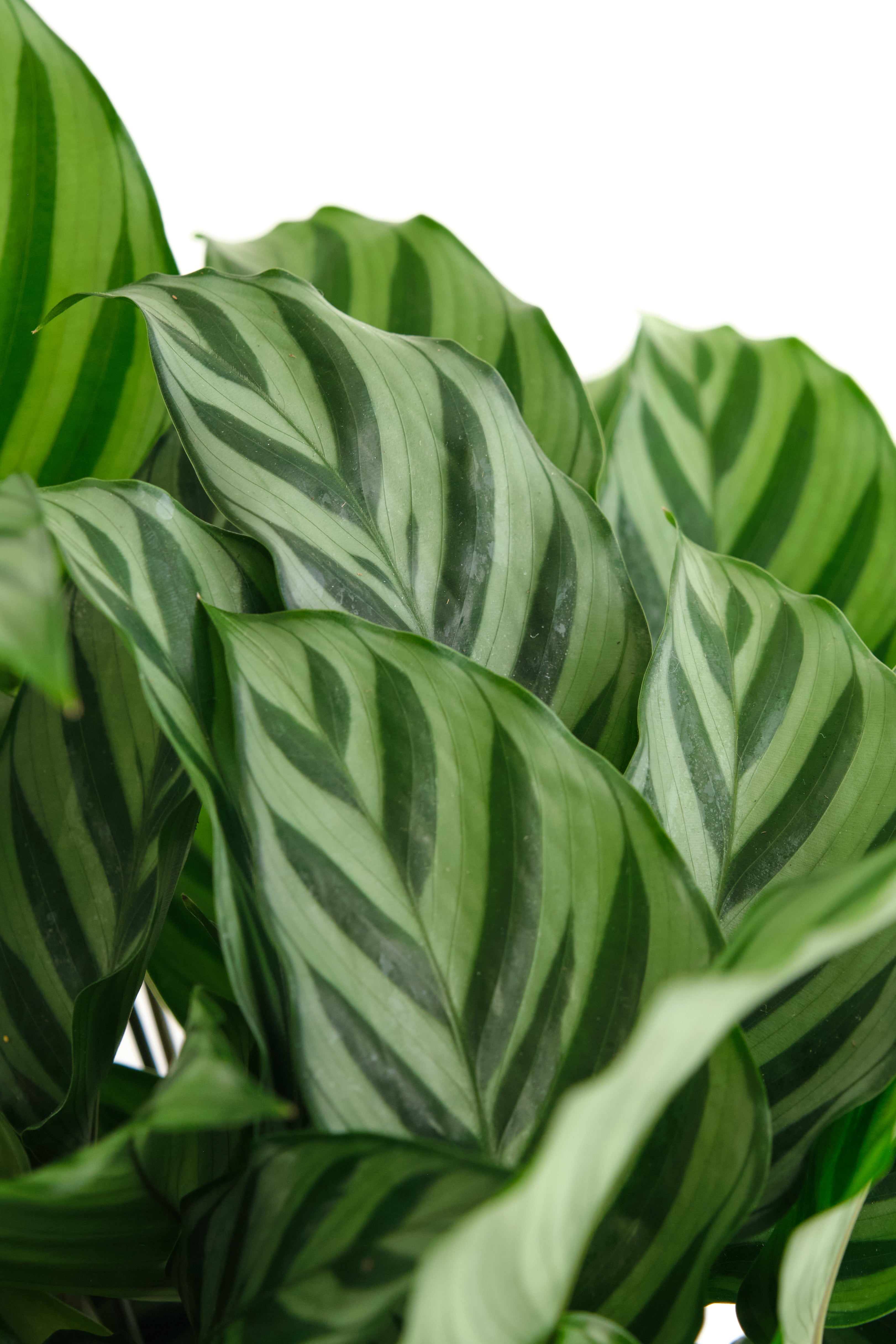 Calathea Concinna 'Freddie'-mmluna