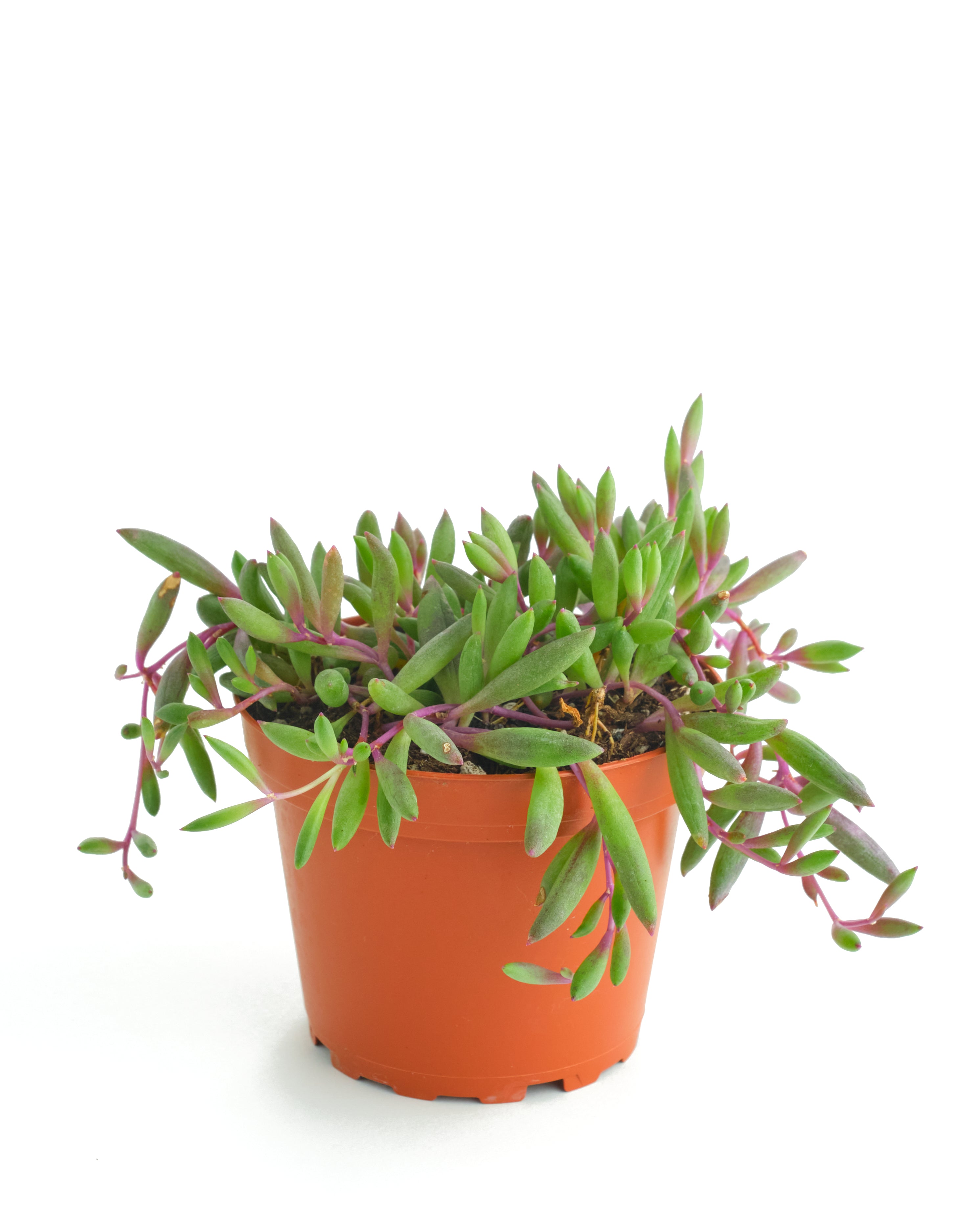 Othonna Capensis 'Ruby Necklace'-mmluna