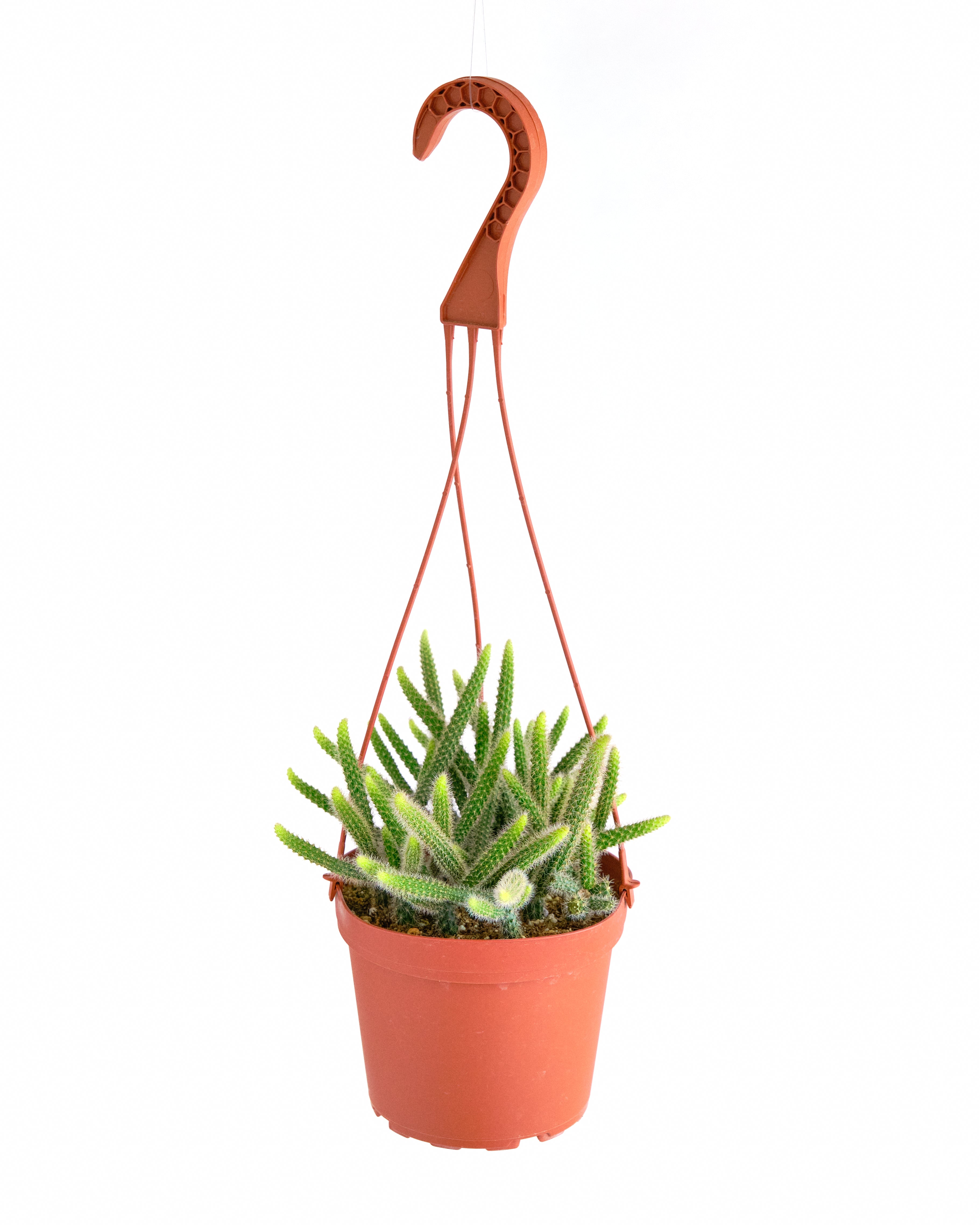 Rat's Tail Cactus Plant "Aporocactus Flagelliformis"-mmluna