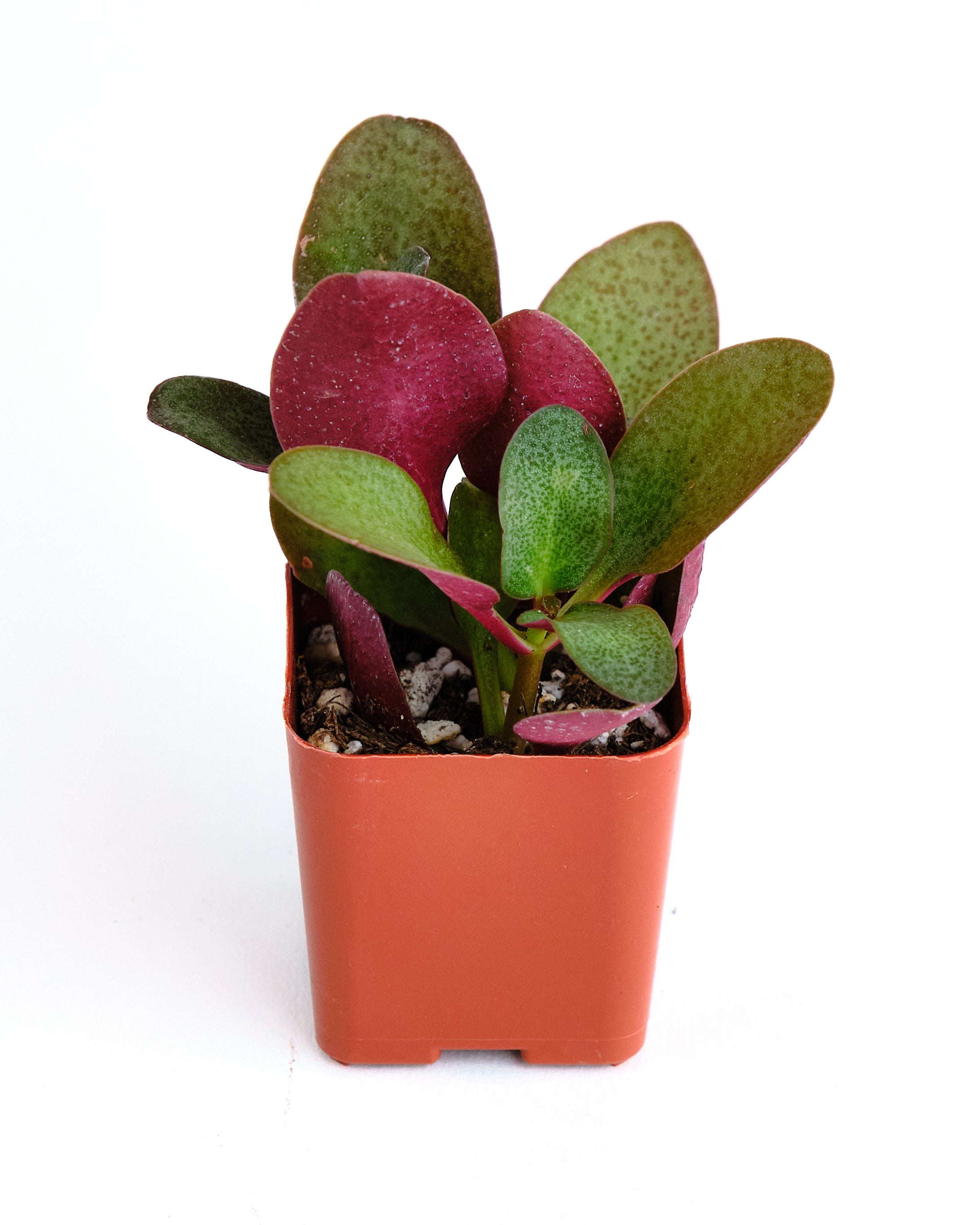 Crassula multicava 'Fairy Crassula'-mmluna