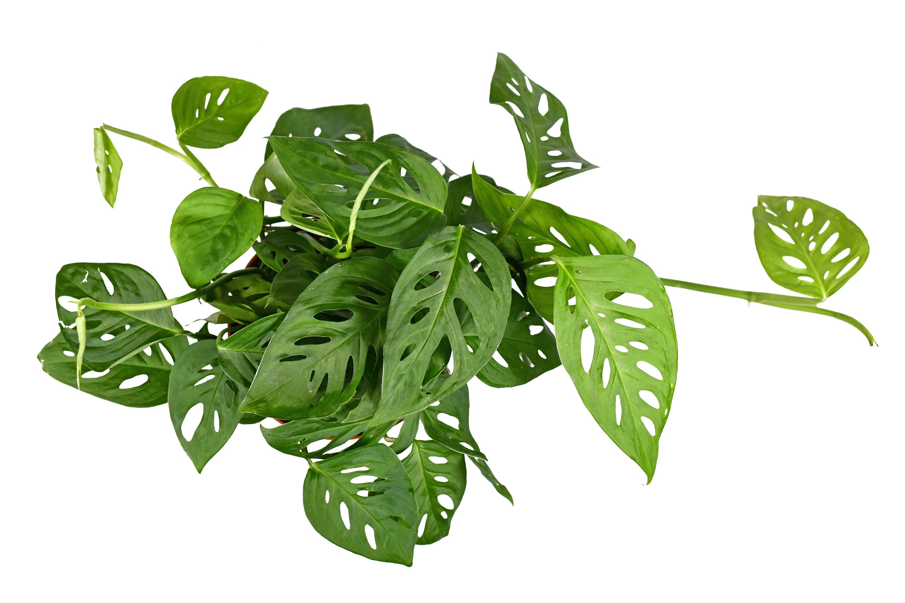Monstera Adansonii-mmluna