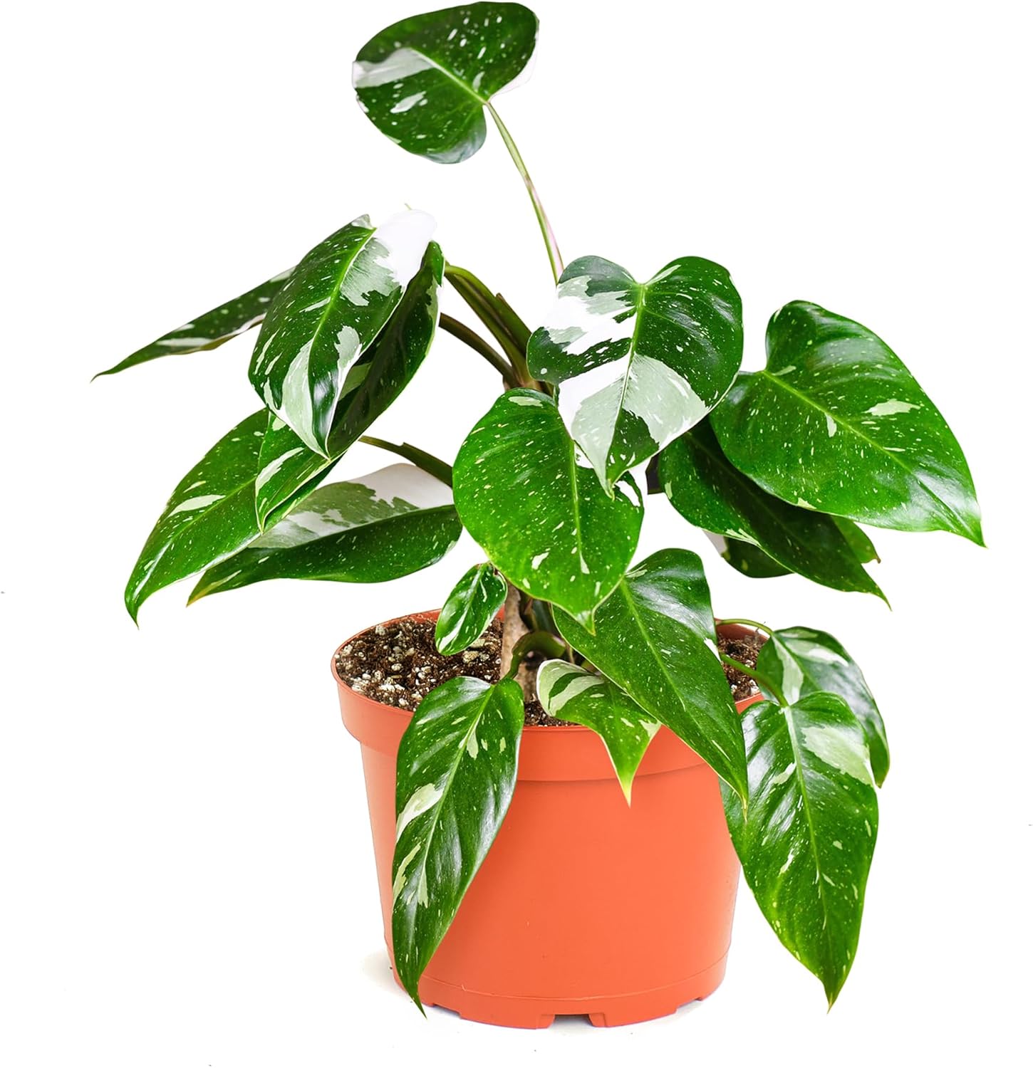 Philodendron White Princess-mmluna