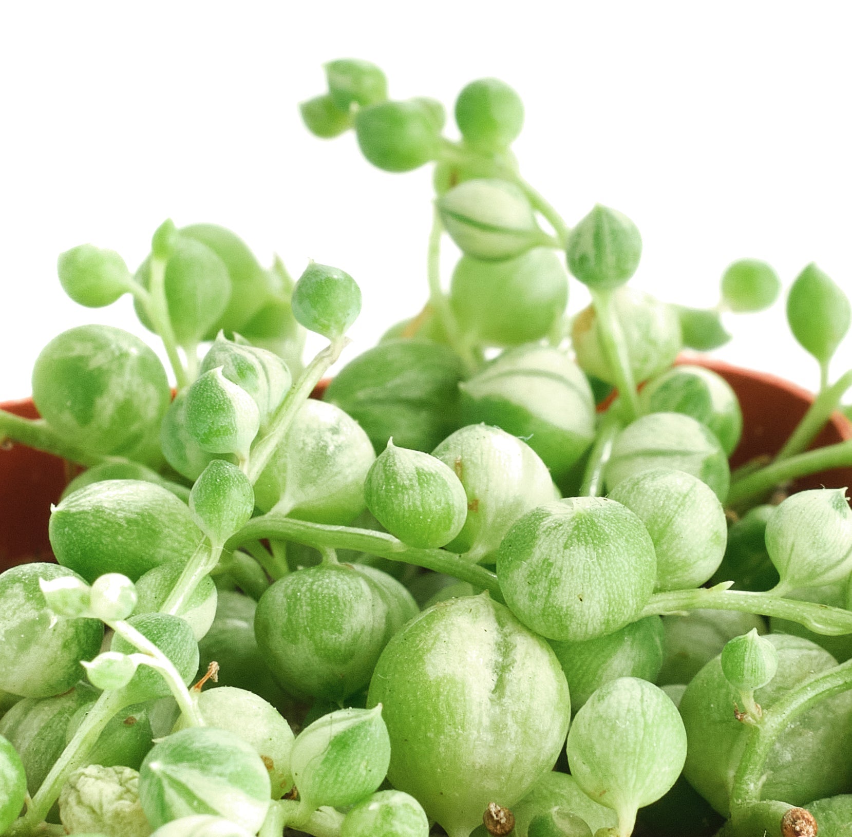 Senecio rowleyanus f. variegatus 'Variegated String of Pearls'-mmluna