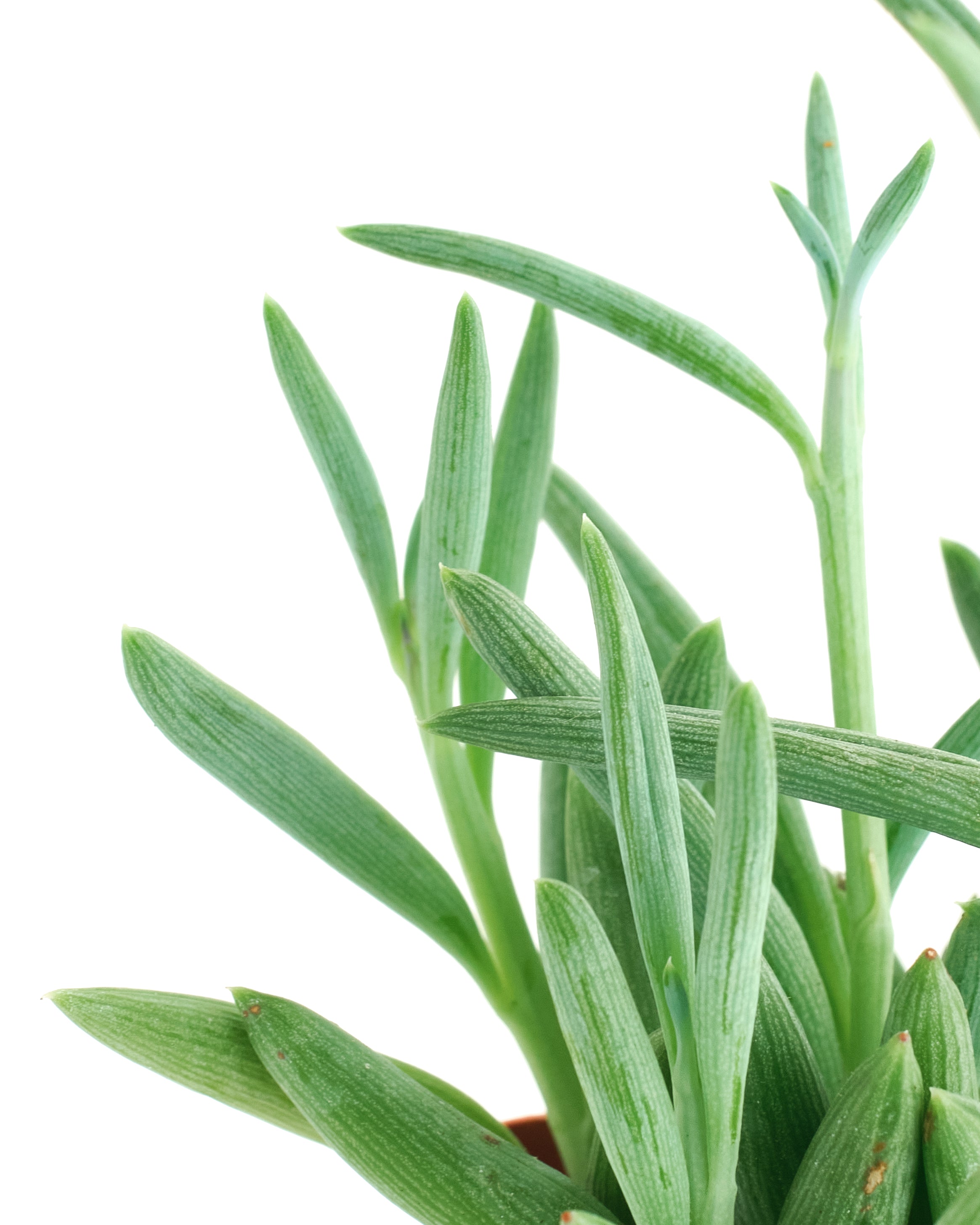 Senecio Radicans 'String of Fishhooks'-mmluna