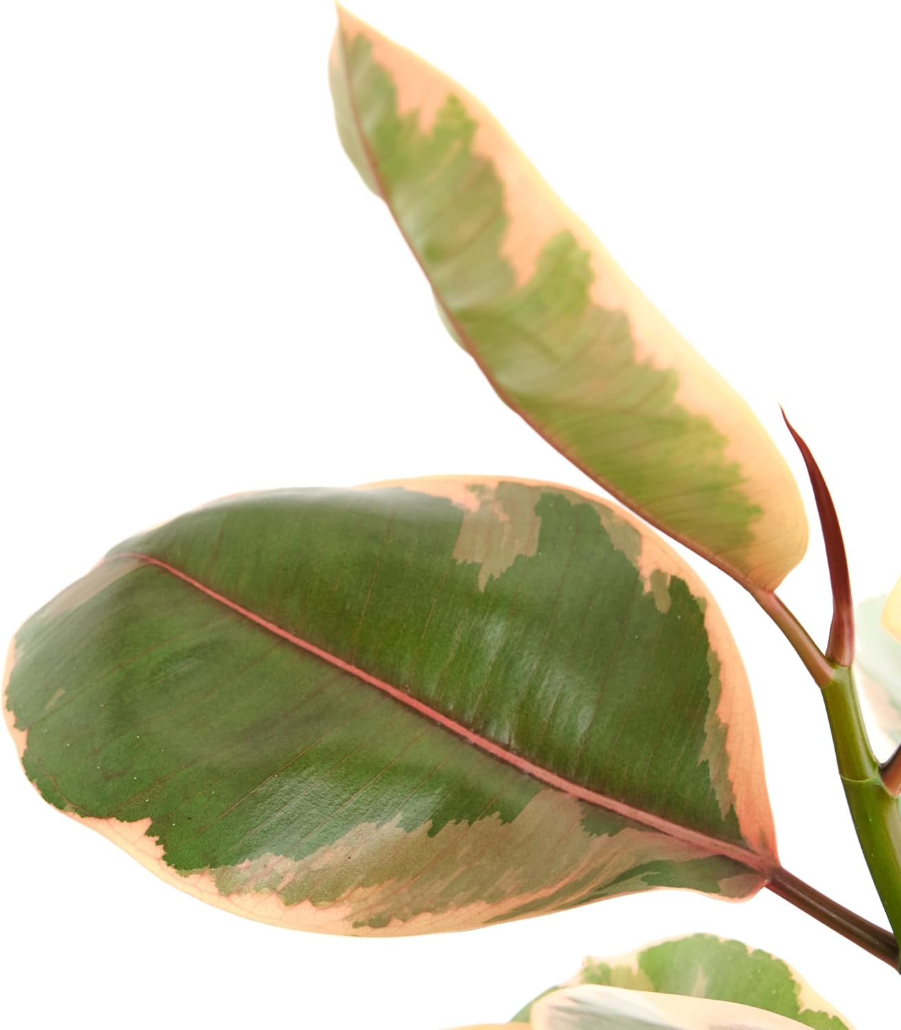 Ficus Tineke-mmluna