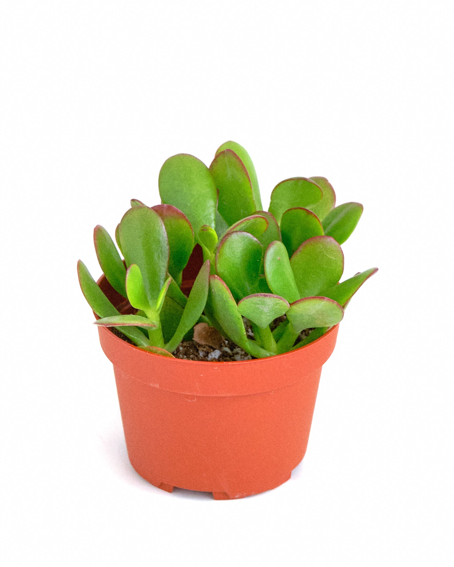 Crassula Ovata 'Jade'-mmluna