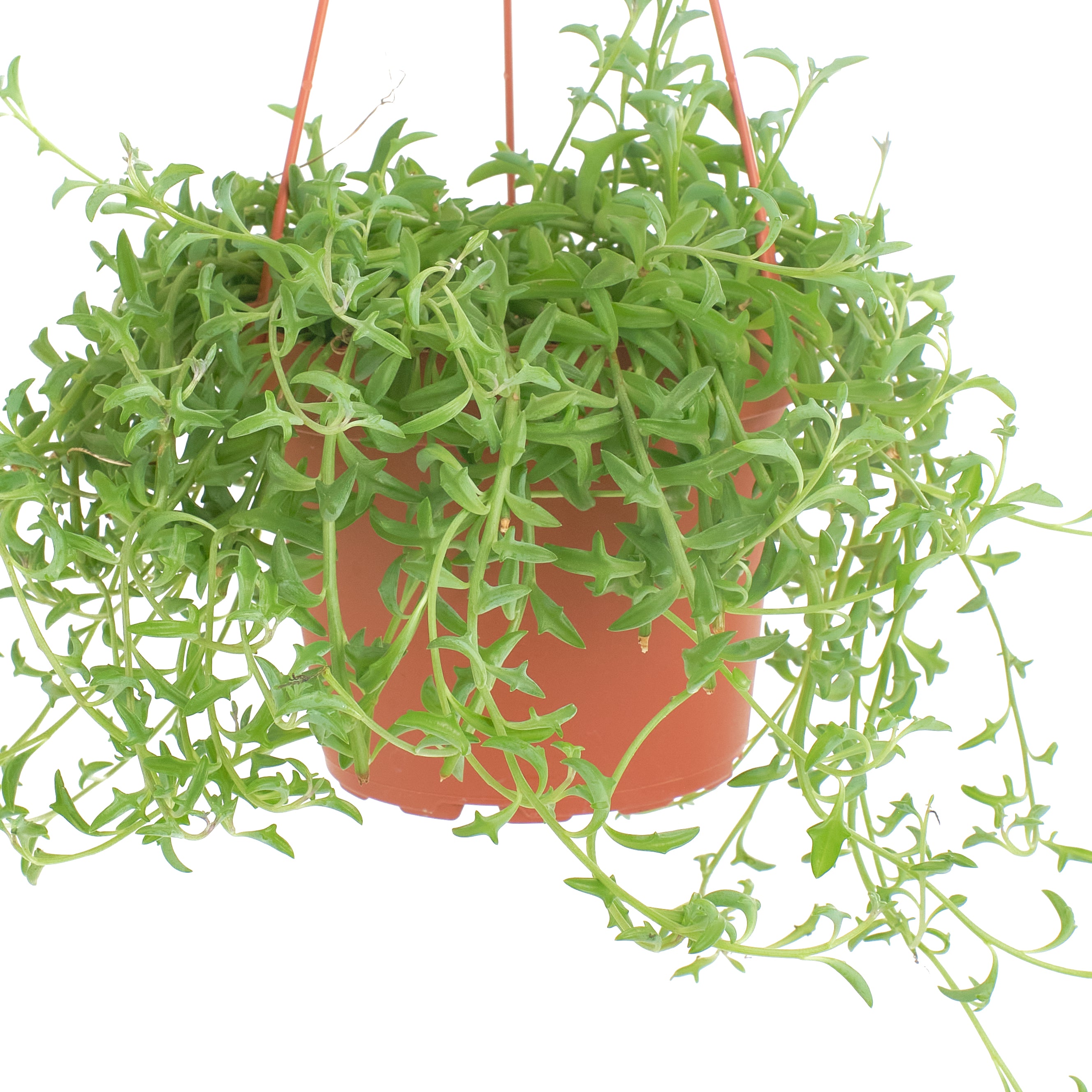 Senecio peregrinus 'String of Dolphins'-mmluna