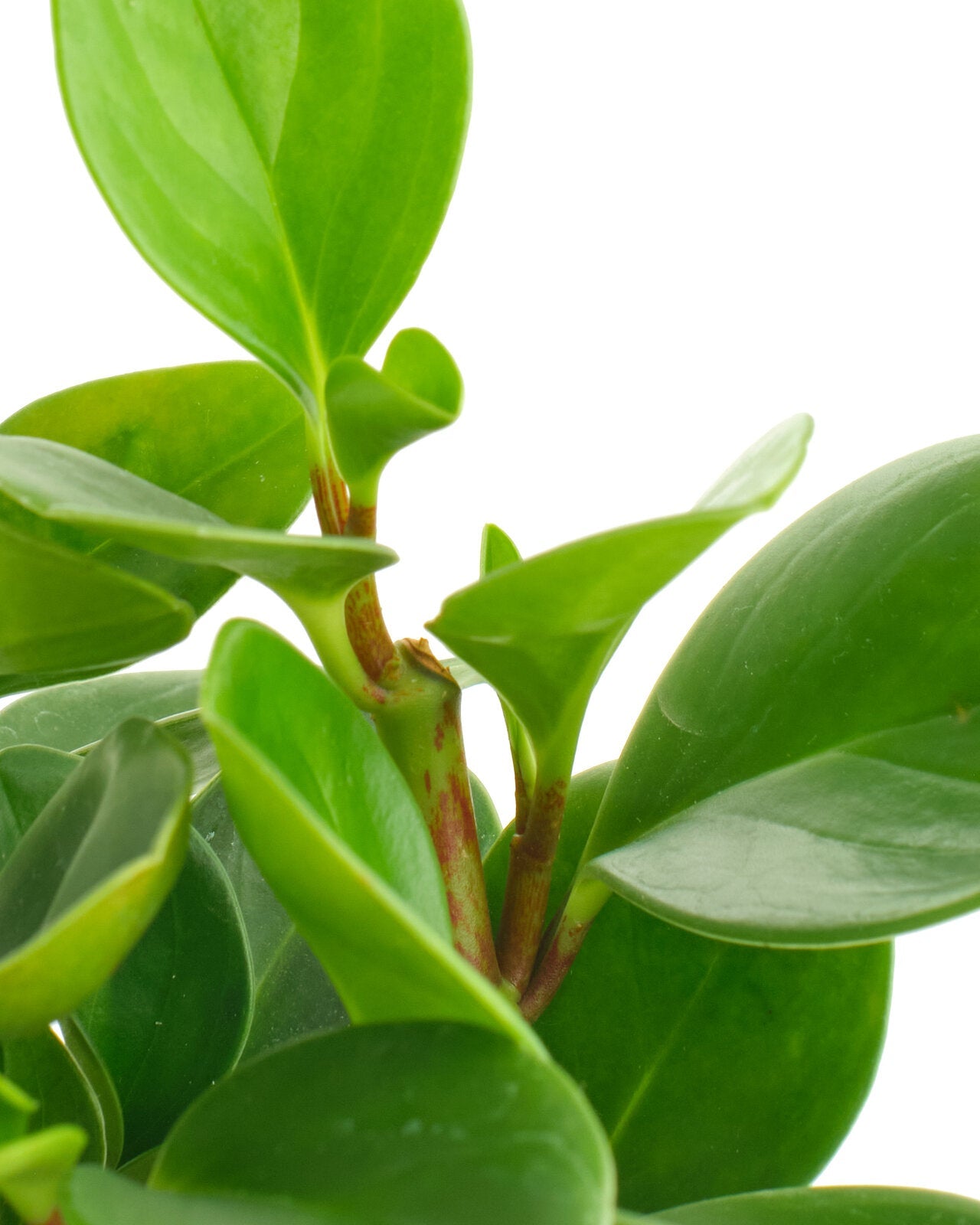 Peperomia Obtusifolia 'Baby Rubber Plant'-mmluna