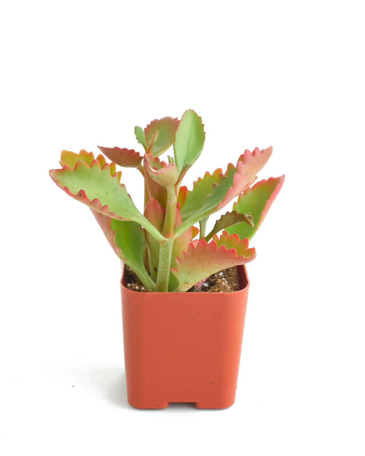 Kalanchoe Sexangularis-mmluna